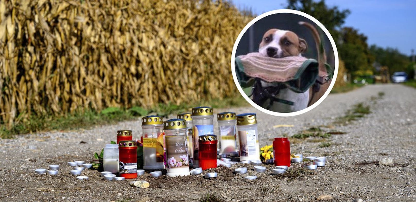 Tödliche Hundeattacke – Opfer (60) verblutete sofort
