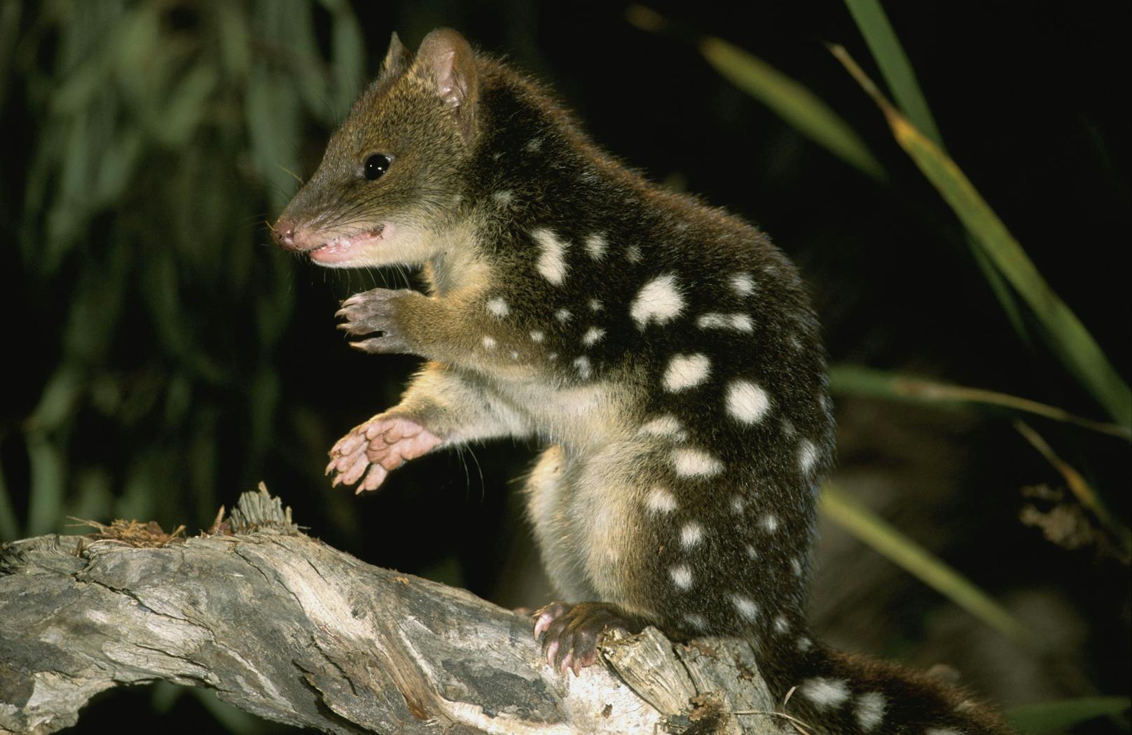 Der "Riesenbeutelmarder" erreicht bis zu fünf Kilogramm. 