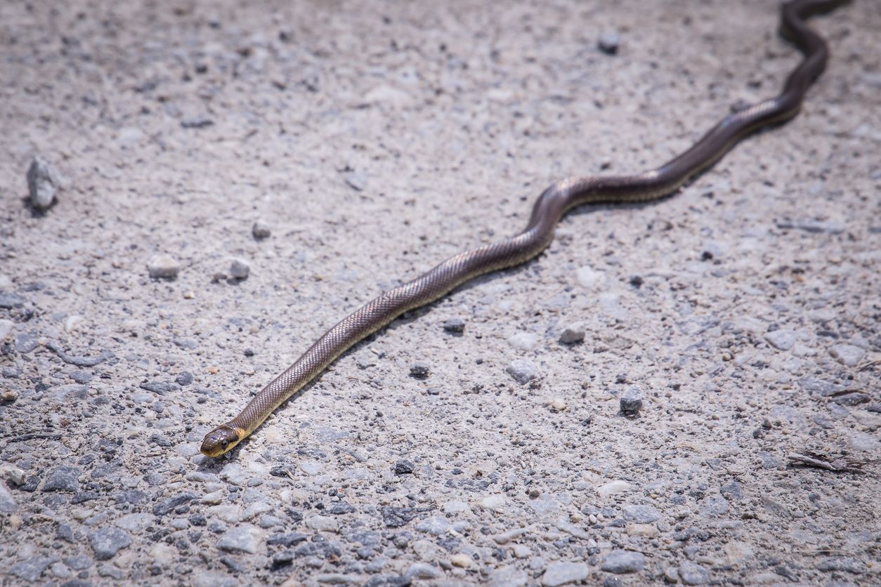 Bei der Schlange handelte es sich um eine Äskulapnatter.