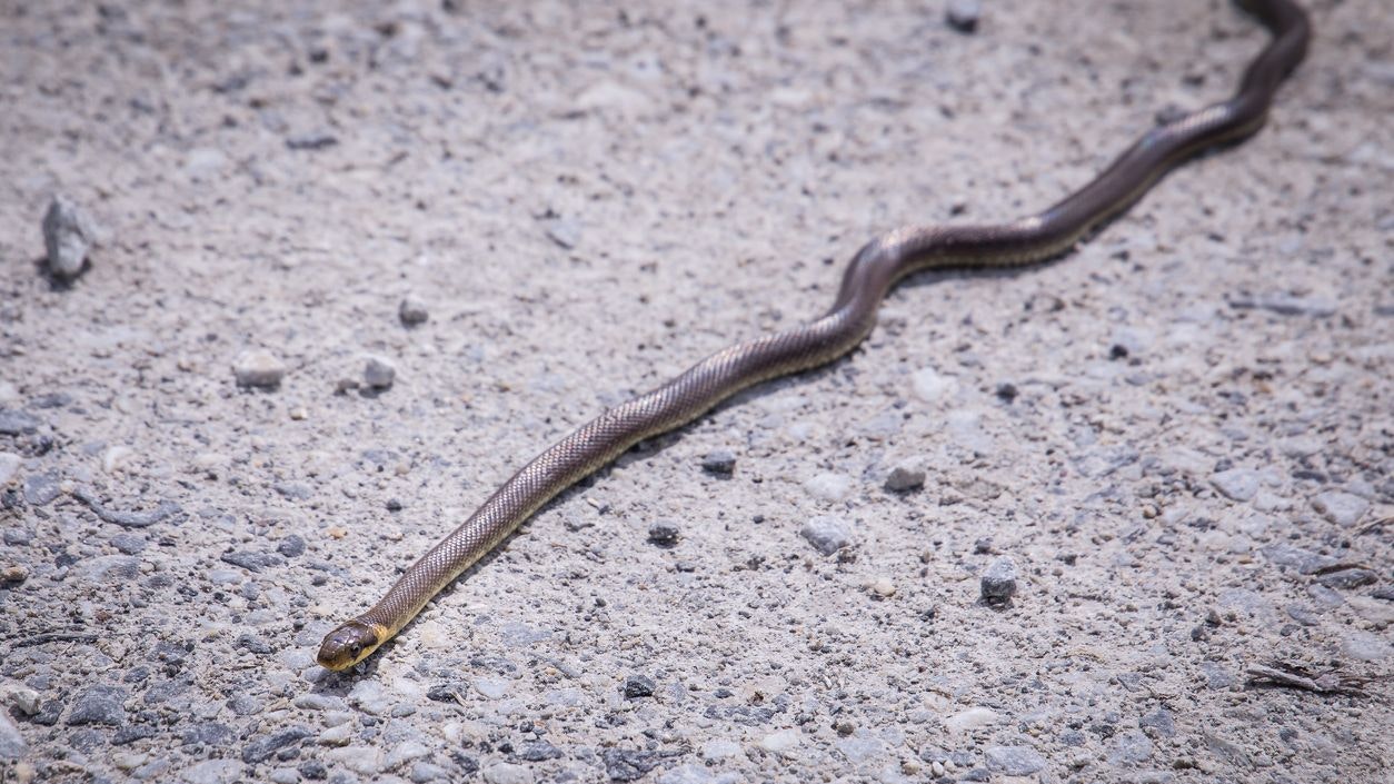 Bei der Schlange handelte es sich um eine Natter
