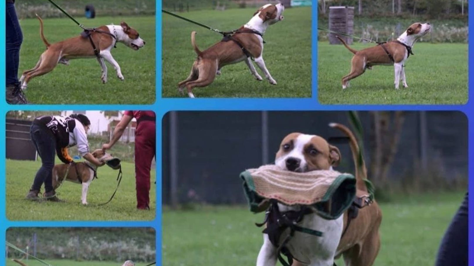 "Elmo" bei einem "Schutzhundetraining"