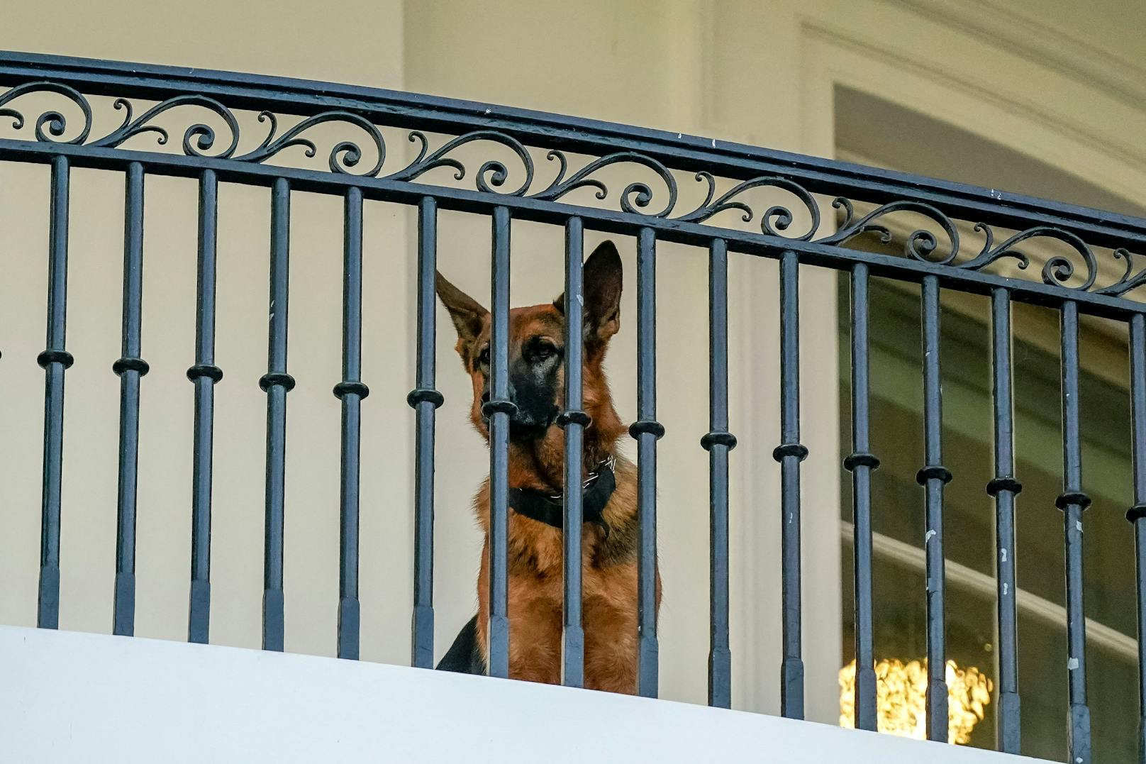 "Commander", der Hund von Joe Biden, muss nach mehreren Beiß-Attacken den Amtssitz des US-Präsidenten verlassen.