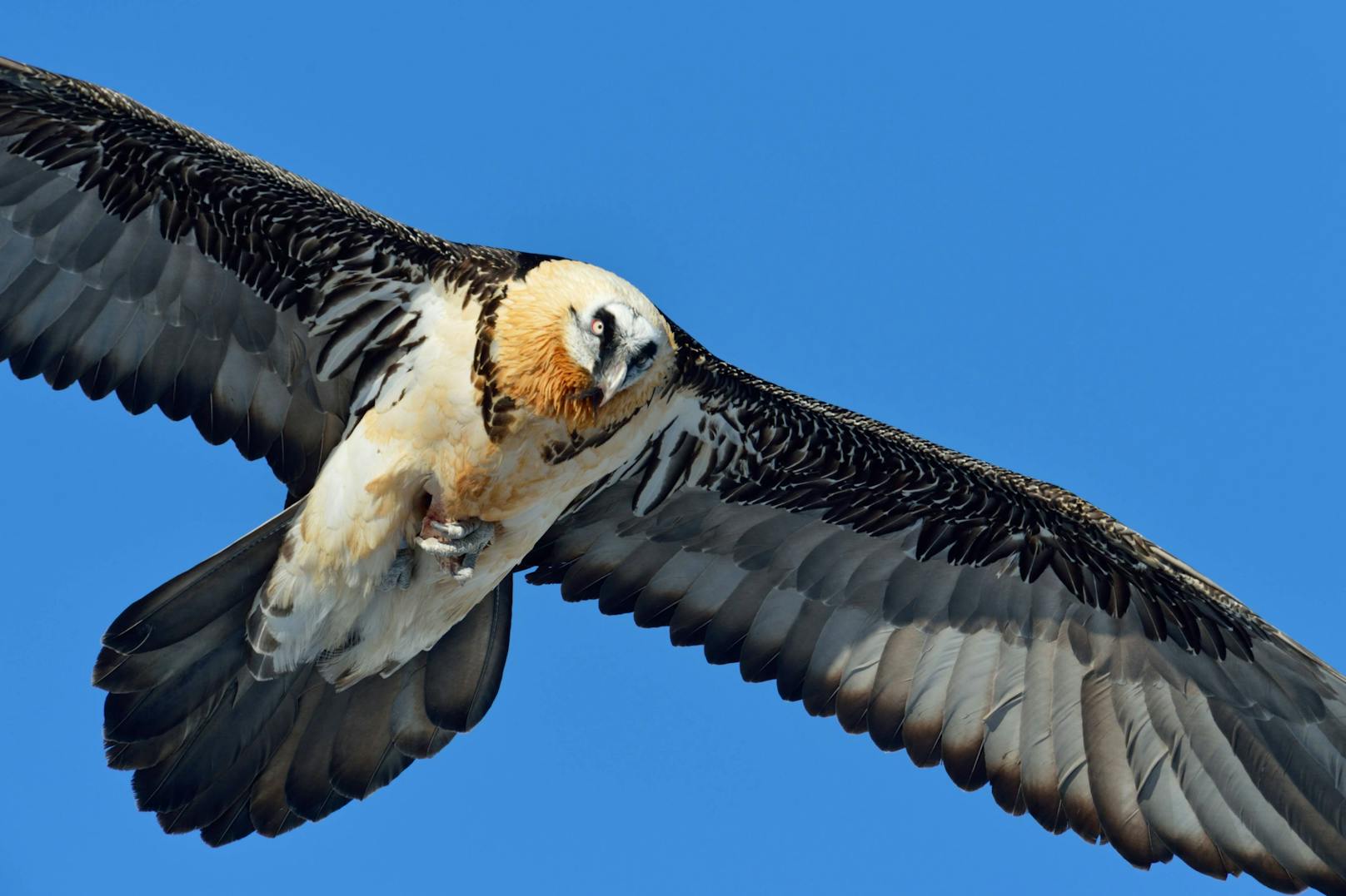 Ein Bartgeier im Flug mit einem Knochen in den Fängen über dem Wallis in den Schweizer Alpen. Symbolbild.