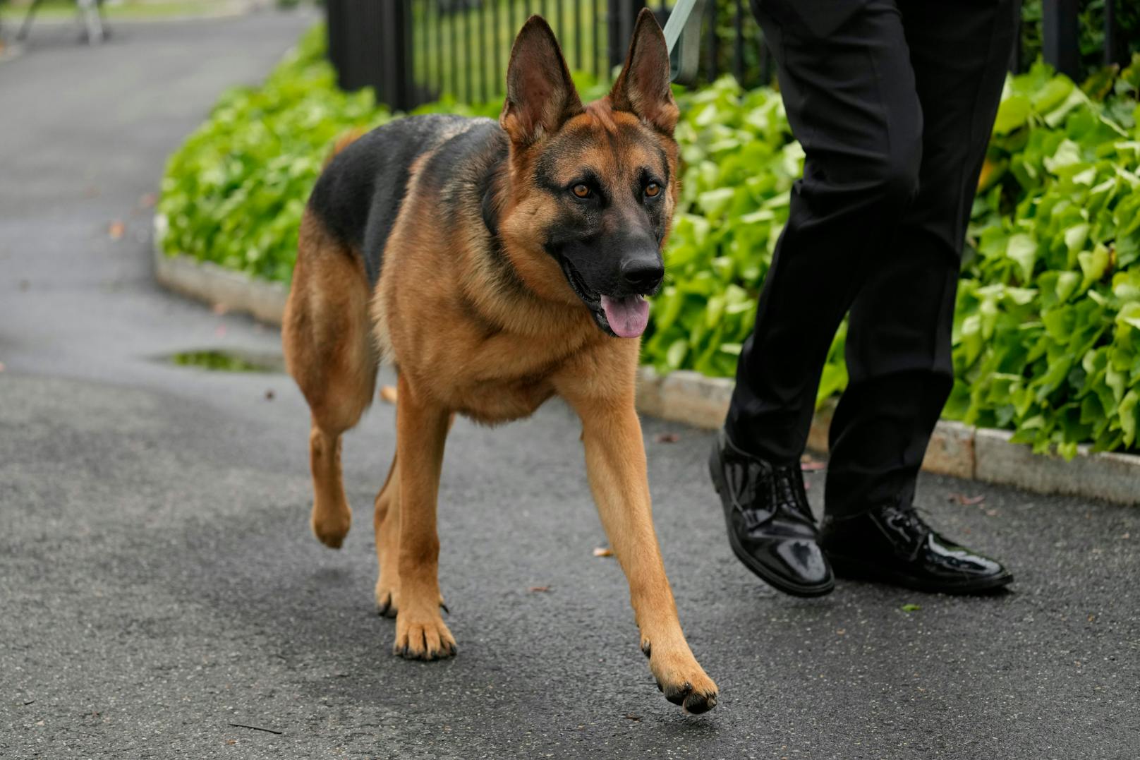 "Commander", der Hund von US-Präsident Joe Biden, muss nach mehreren Beiß-Attacken das Weiße Haus verlassen.