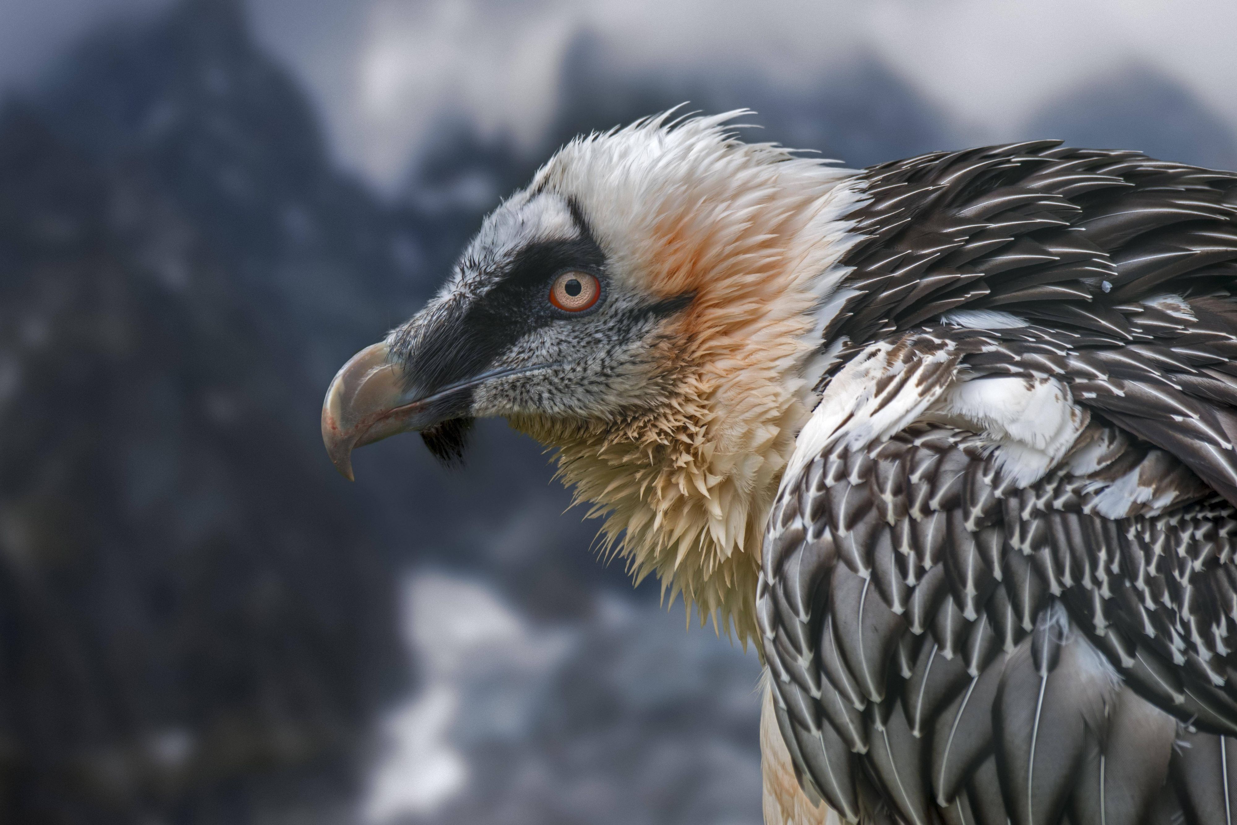 "Elena" war ein sieben Kilogramm schweres Weibchen, das 2019 in den französisch-italienischen Seealpen freigelassen wurde. Symbolbild