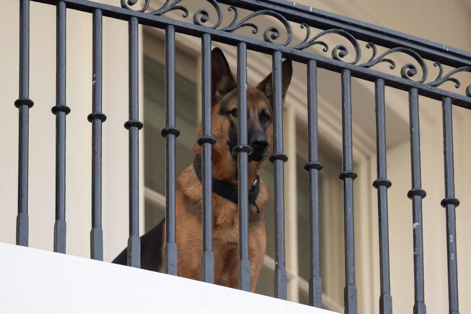 "Commander", der Hund von US-Präsident Joe Biden, muss nach mehreren Beiß-Attacken das Weiße Haus verlassen.