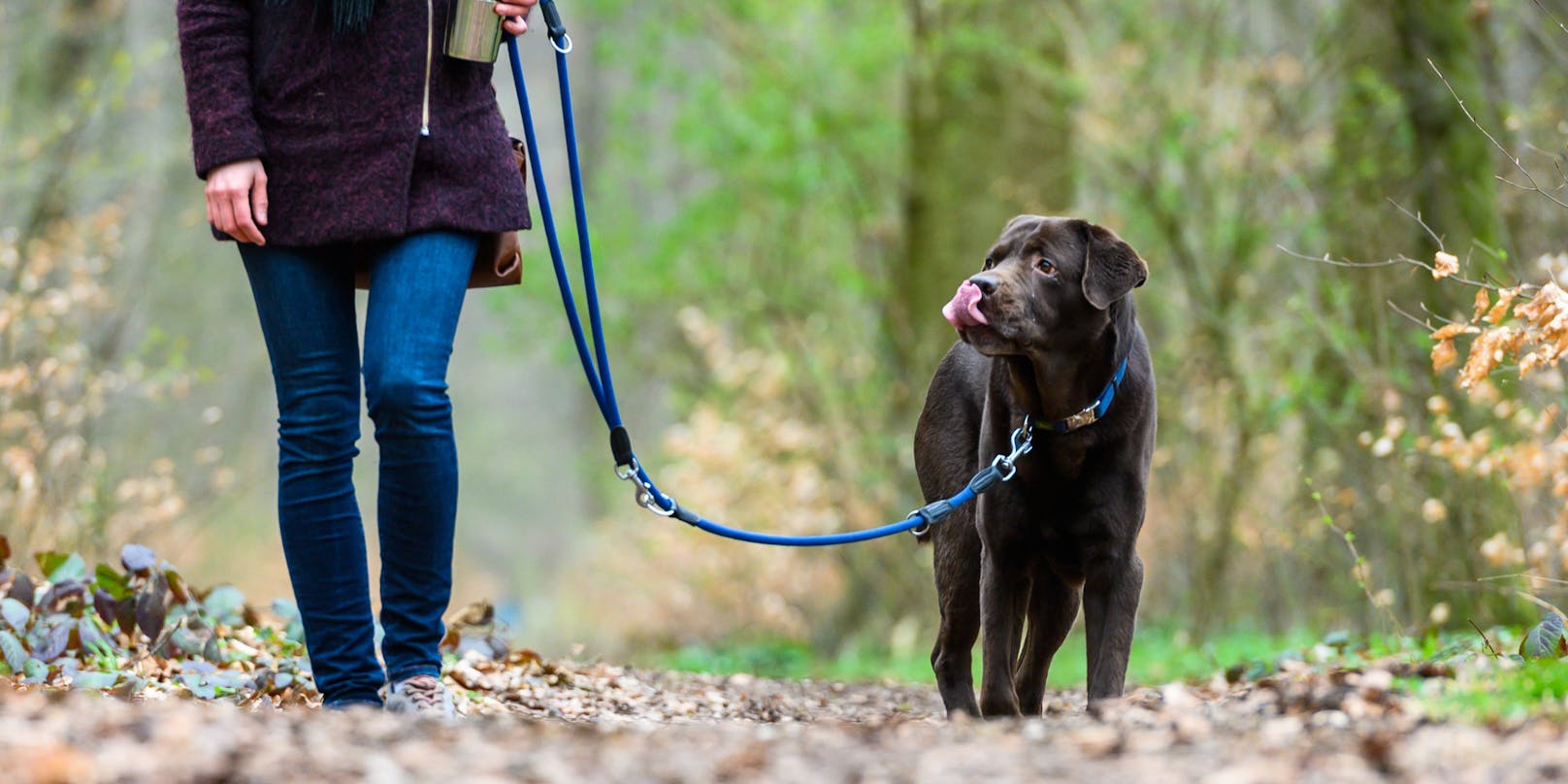 In Seekirchen (Flachgau) ist am Donnerstag ein Radfahrer von einem Hund angesprungen und gebissen worden. (Symbolbild)