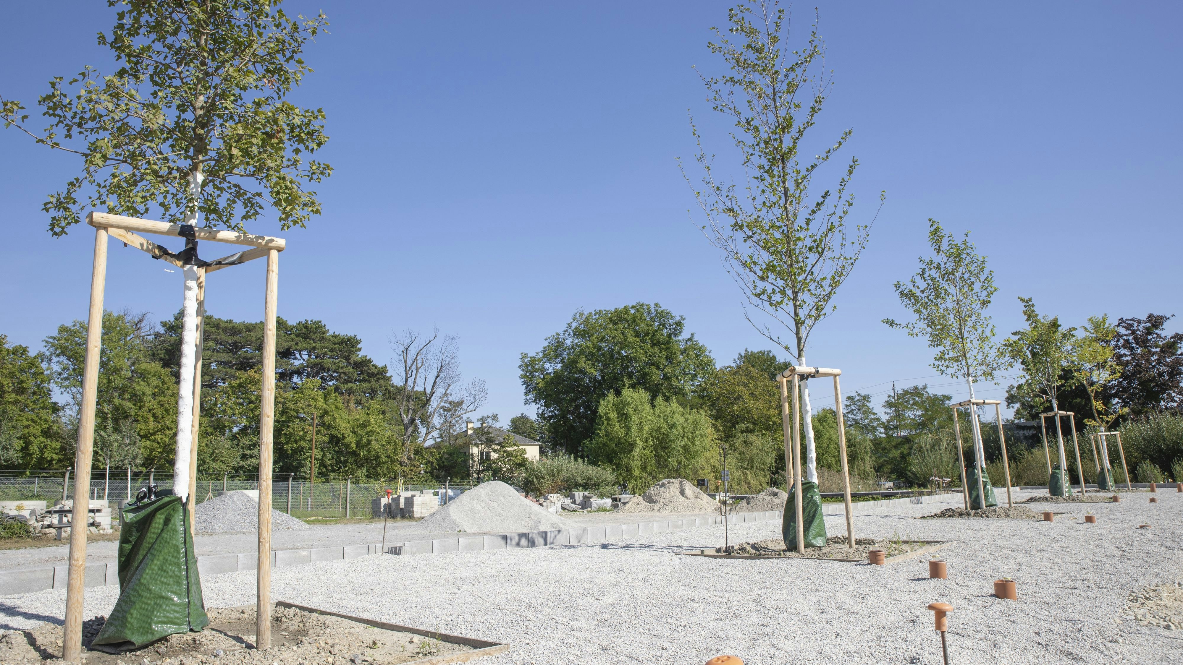 Heute.at - In Wien werden neue hitzeresistente Stadtbäume getestet