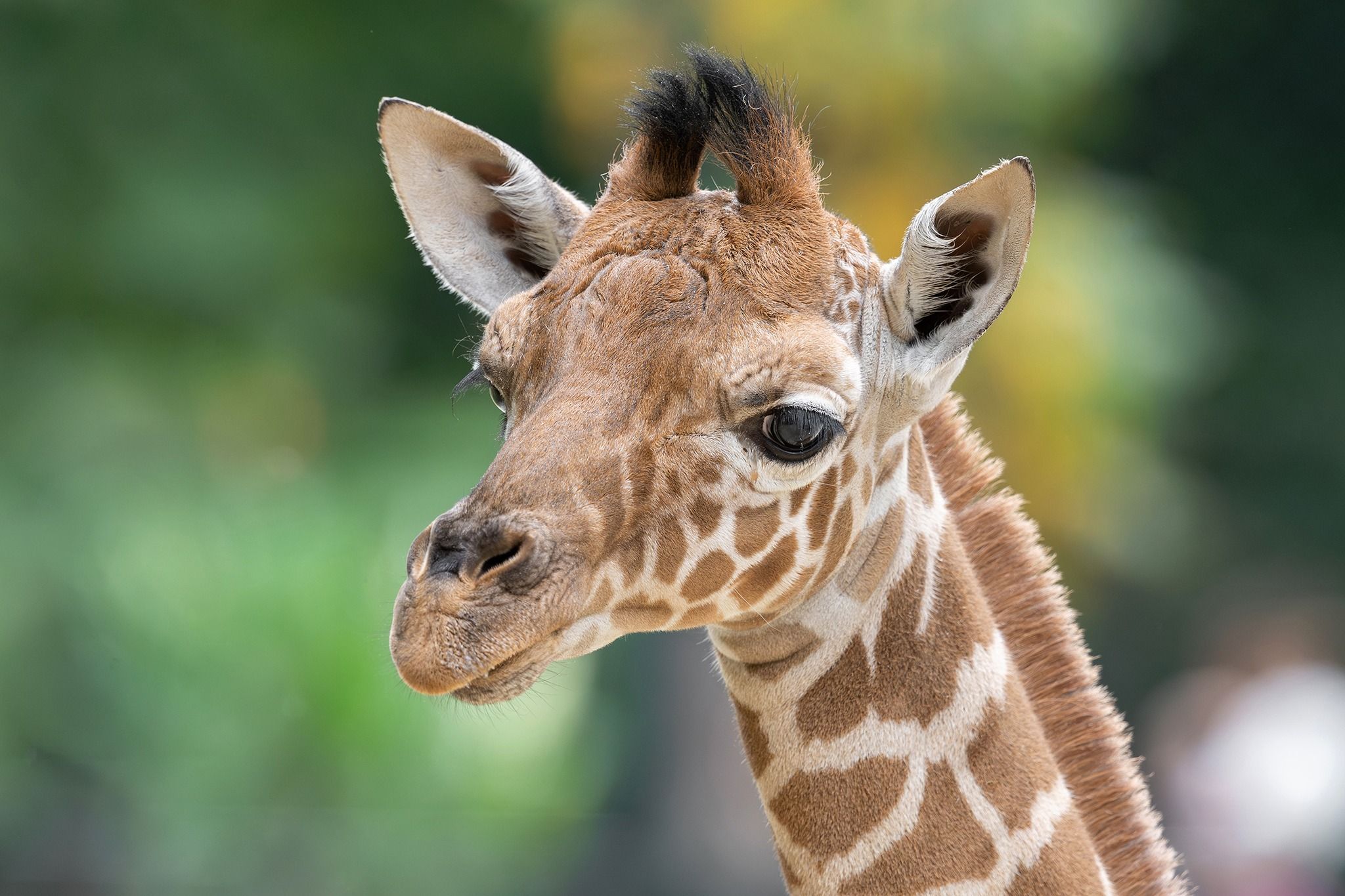 Nach dem traurigen Tod des Schönbrunner Giraffenbabys liegt nun der Endbefund der Pathologie vor.