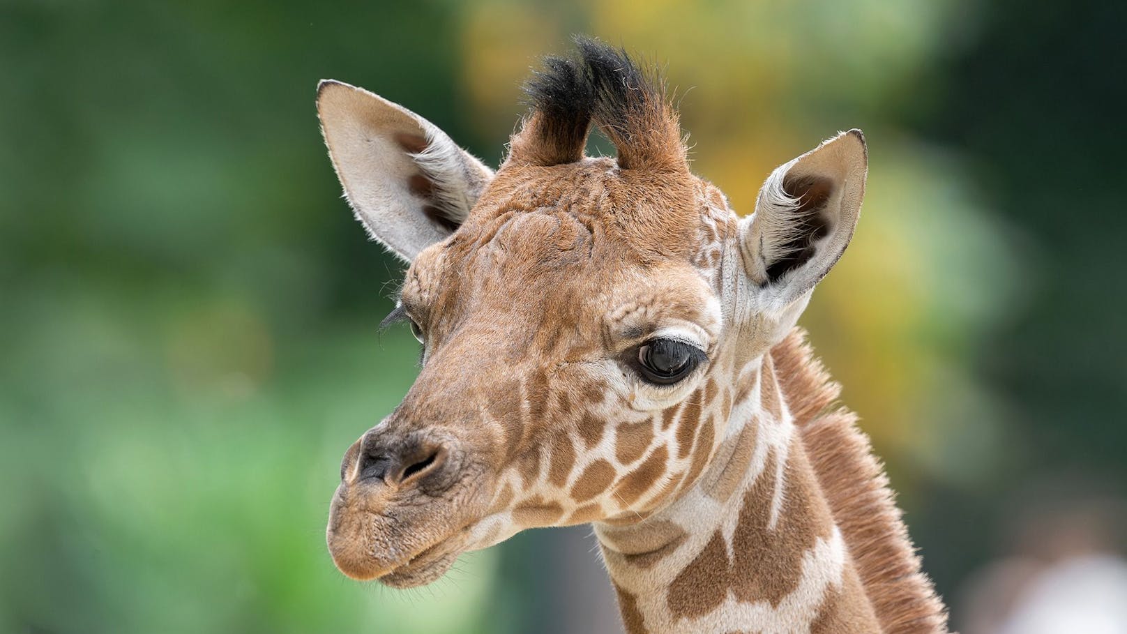 Nach dem traurigen Tod des Schönbrunner Giraffenbabys liegt nun der Endbefund der Pathologie vor.