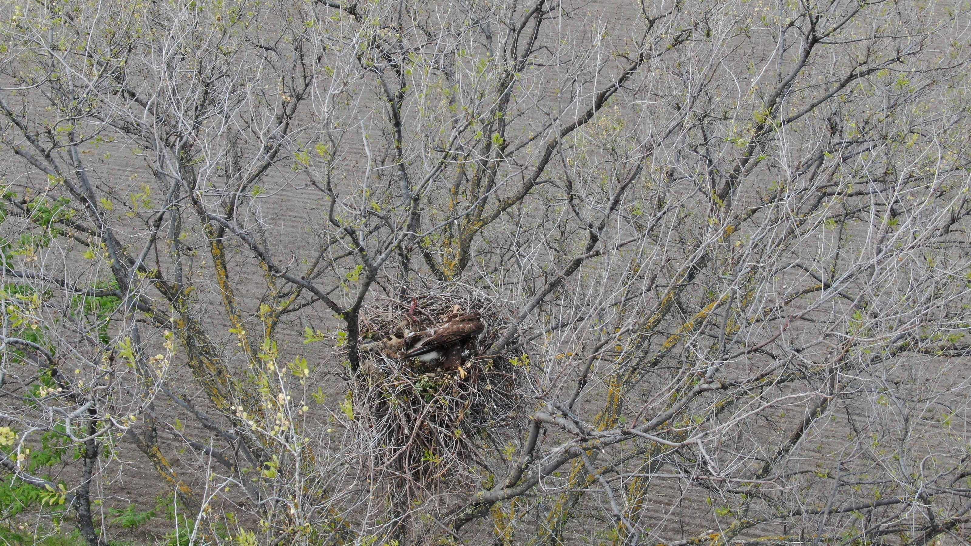 Der Mäusebussard lag tot in einem Nest in Tattendorf.