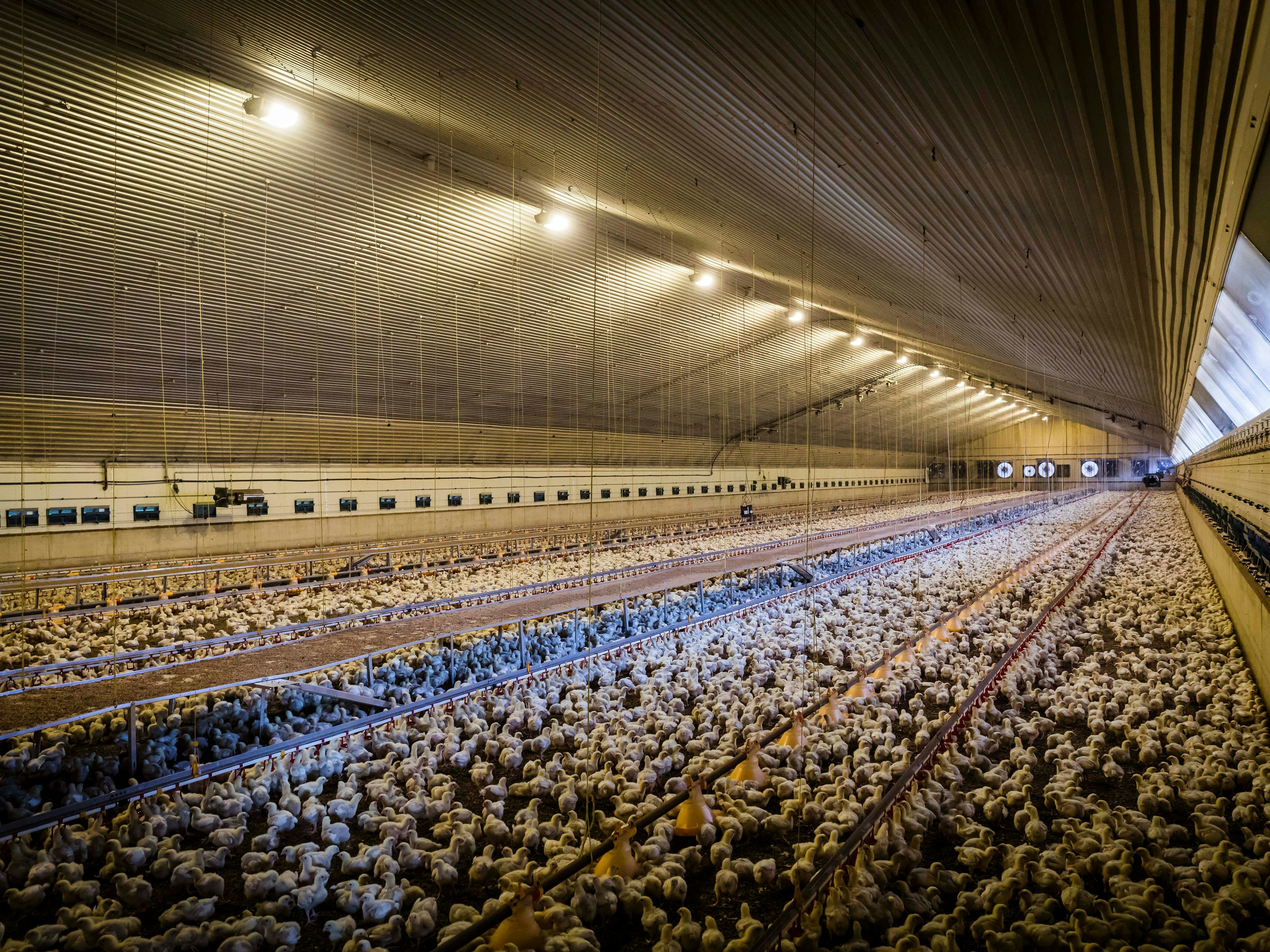 Download von www.picturedesk.com am 09.10.2023 (15:31).  ***MINIMUM FEE 50** Hybridhuhn vom Typ Ross 308 der Firma Aviagen im Stall Portrait/Reportage: Gefluegelerzeuger Stefan Teepker - 25.07.2019 - Handrup Stefan Teepker ist Landwirt und Haehnchenerzeuger aus dem suedlichen Emsland und Vorsitzende des Bundesverband baeuerlicher Haehnchenerzeuger e. V. (BVH) .Ñ.Hybrid chicken of the Ross 308 type from Aviagen in the stable Portrait / reportage: Poultry producer Stefan Teepker - 07/25/2019 - Handrup Stefan Teepker is a farmer and chicken producer from southern Emsland and chair of the Federal Association of Rural Chicken Producers. V. (BVH) .Huhn, Ross 308, Hybridhuhn, Hybrid, Aviagen, . - 20190725_PD16335 - Rechteinfo: Rights Managed (RM) Achtung Mindestpreis - nicht zum Listenpreis erhÃ¤ltlich Nur fÃ¼r redaktionelle Nutzung!