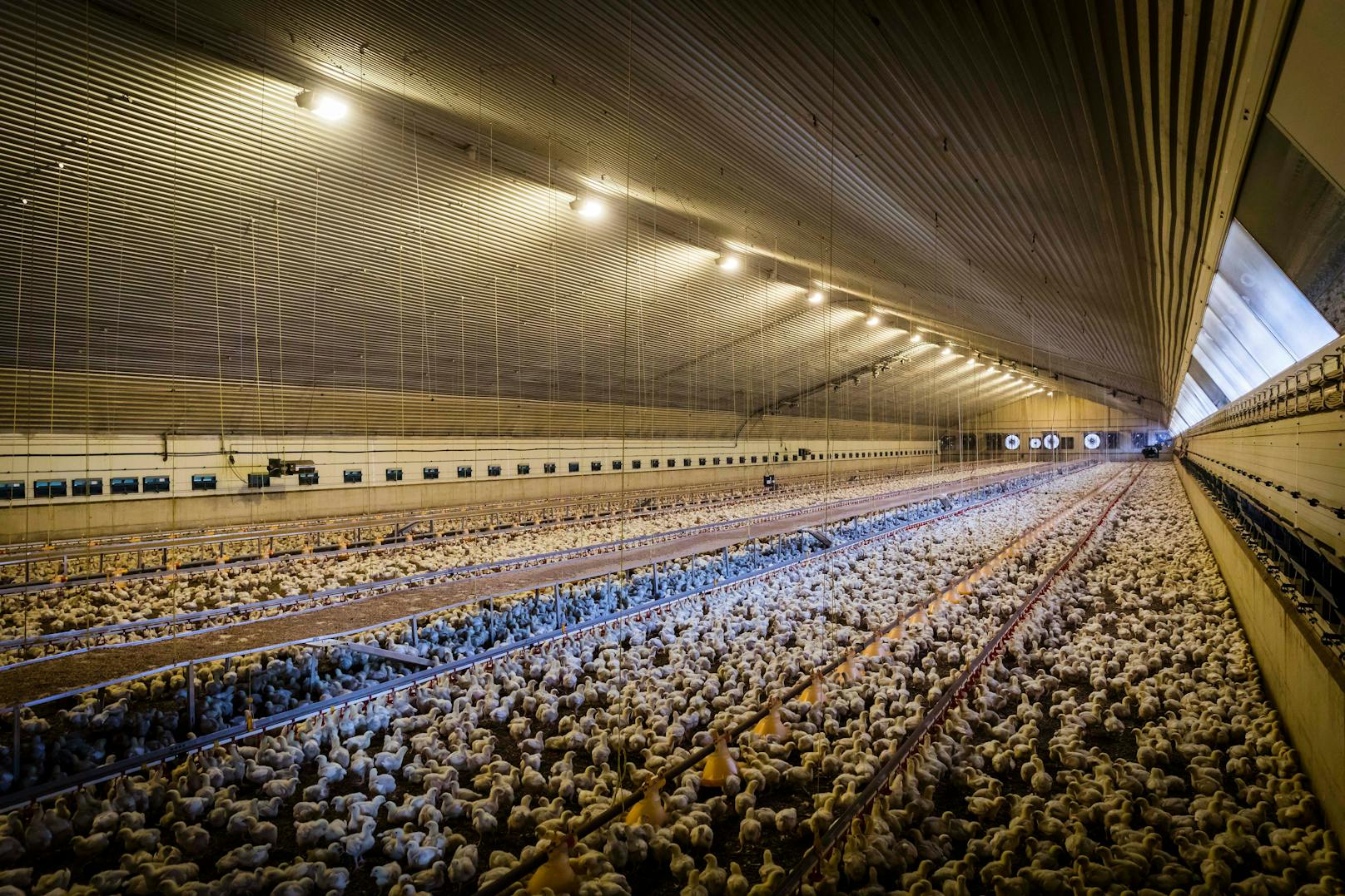 Fleischkonsum: Täglich werden 200 Mio. Hühner verspeist