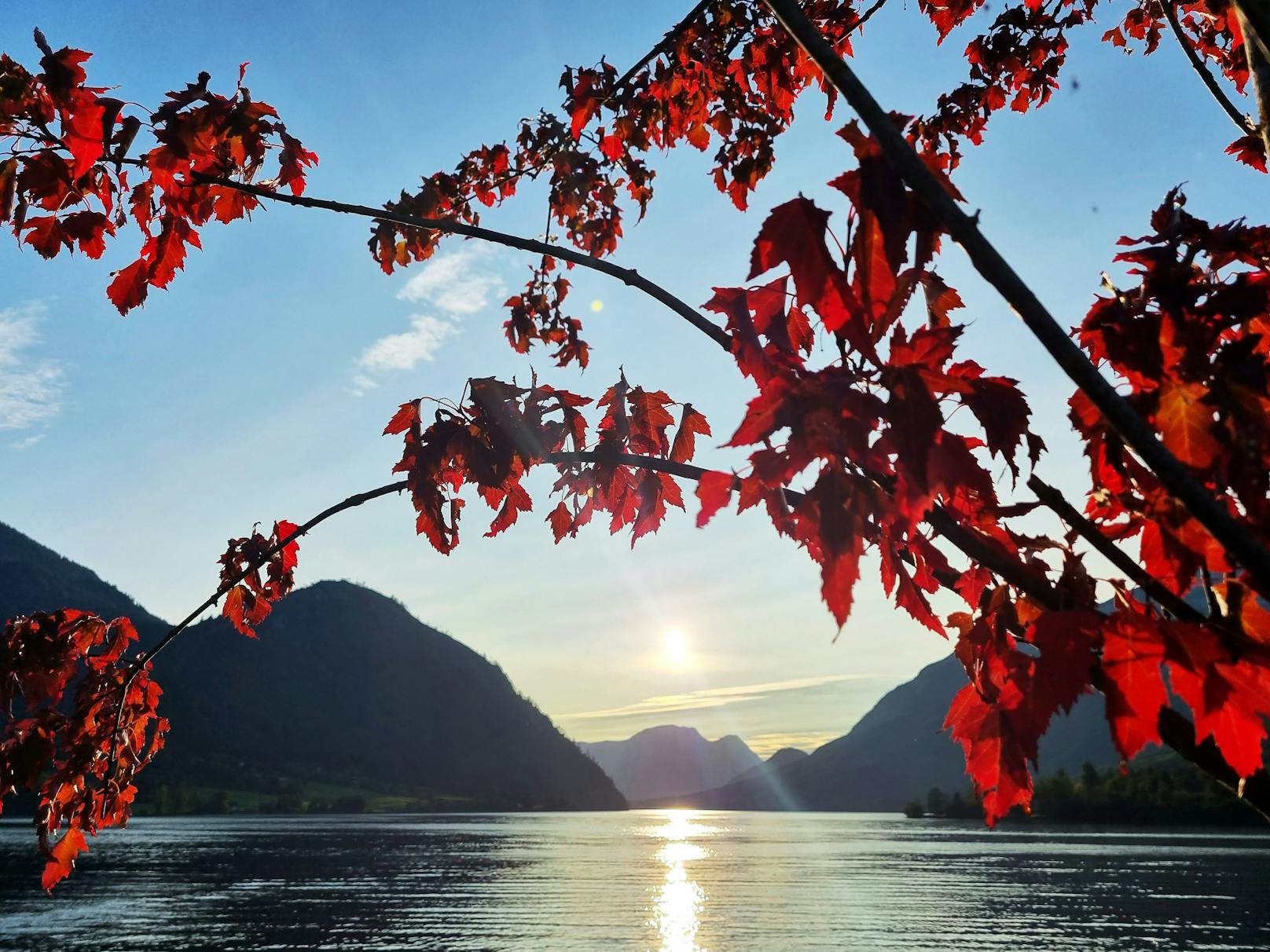 Rot verfärbtes Laub an einem Ast am Ufer des Grundlsees im steirischen Salzkammergut am 2. Oktober 2023.