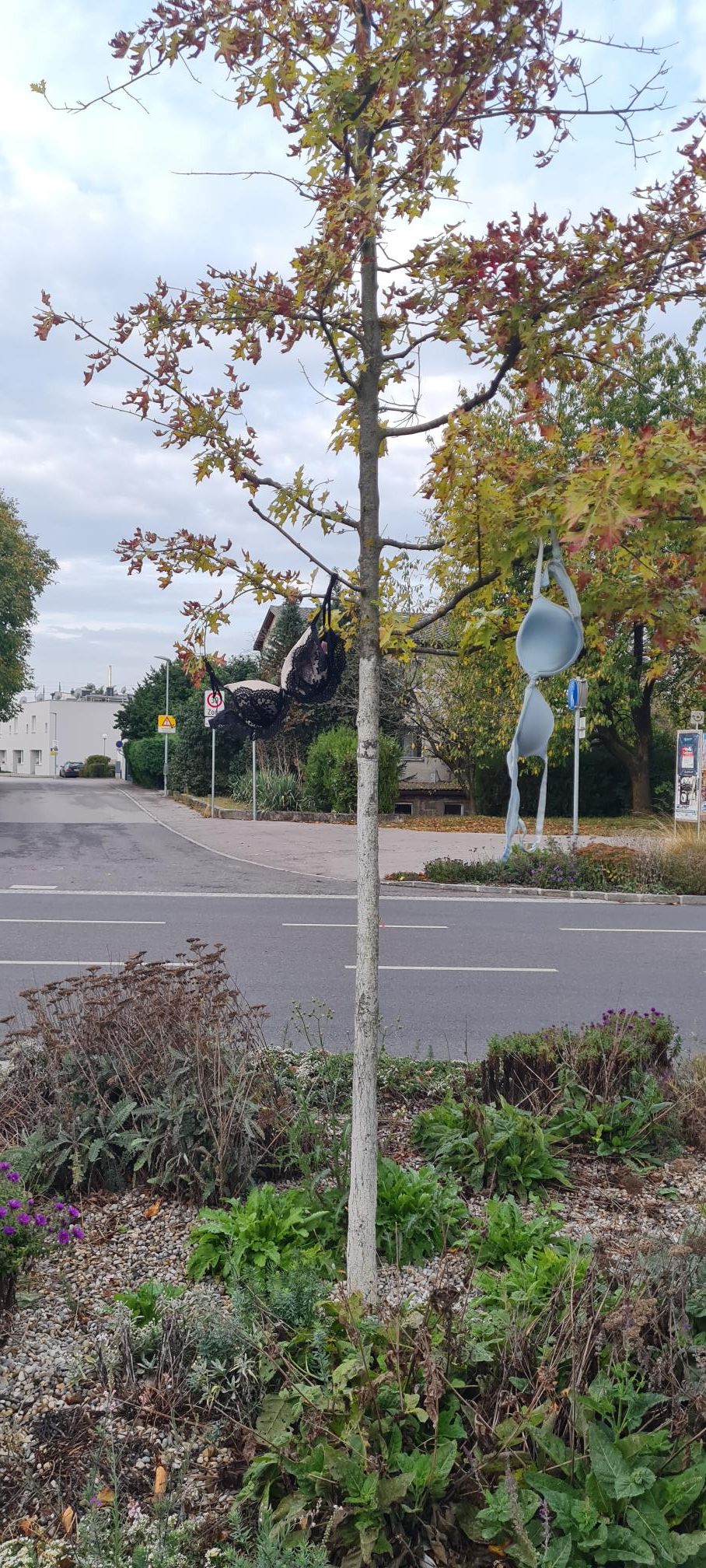 Diese Büstenhalter hängen auf einem Baum neben einer stark befahrenen Straße.