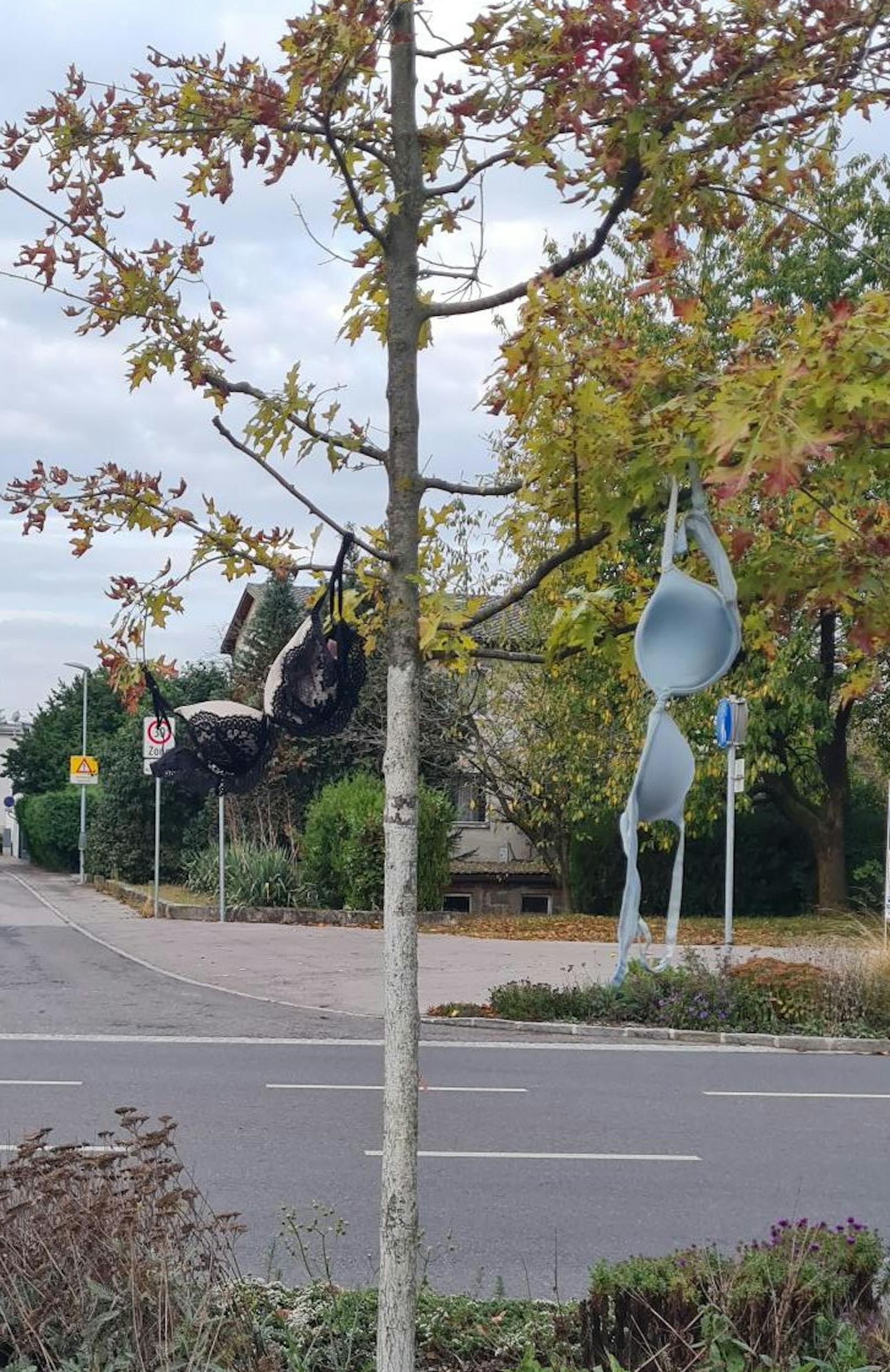 Diese Büstenhalter hängen auf einem Baum neben einer stark befahrenen Straße.