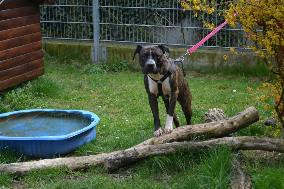 Listenhunde haben es im Moment schwer.