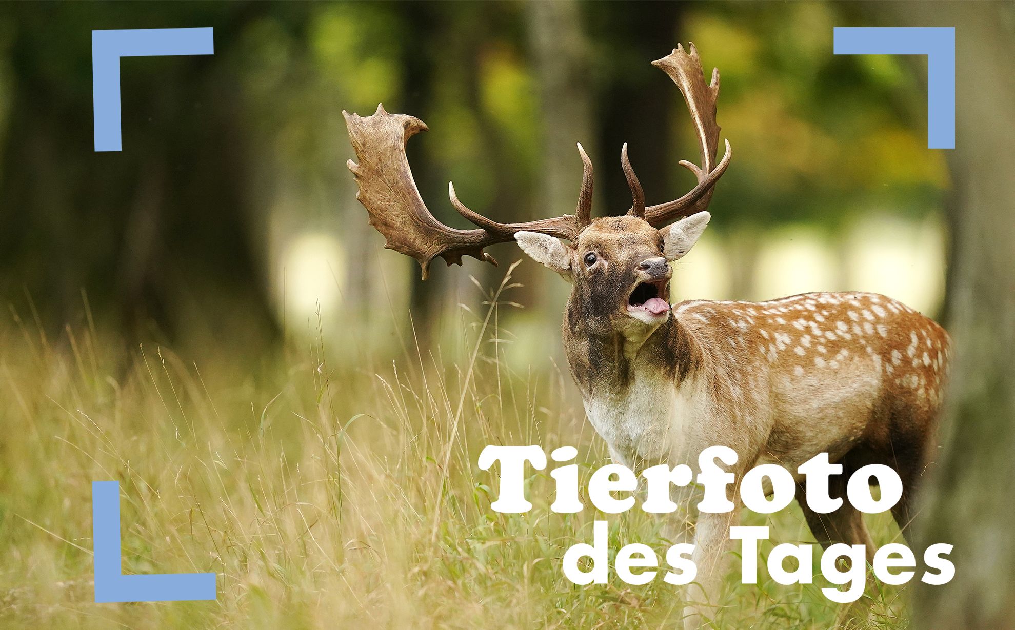 Was für ein wundervoll herbstlicher Anblick im Dublins Phoenix Park. Die Brunftzeit von Rehen und auch Hirschen kann allerdings ziemlich laut sein. 