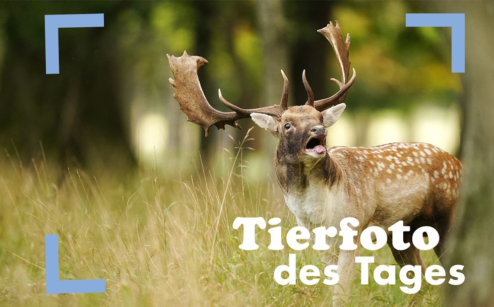 Was für ein wundervoll herbstlicher Anblick im Dublins Phoenix Park. Die Brunftzeit von Rehen und auch Hirschen kann allerdings ziemlich laut sein. 