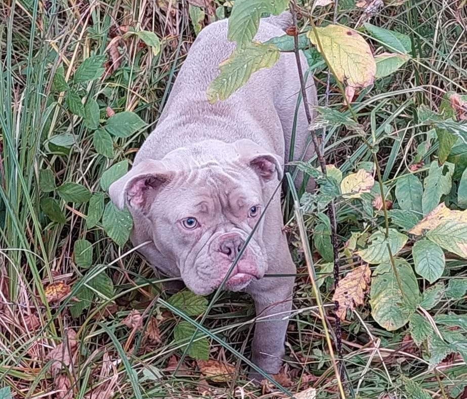 Die Suche nach dem Besitzer der American-Bulldog-Dame läuft.