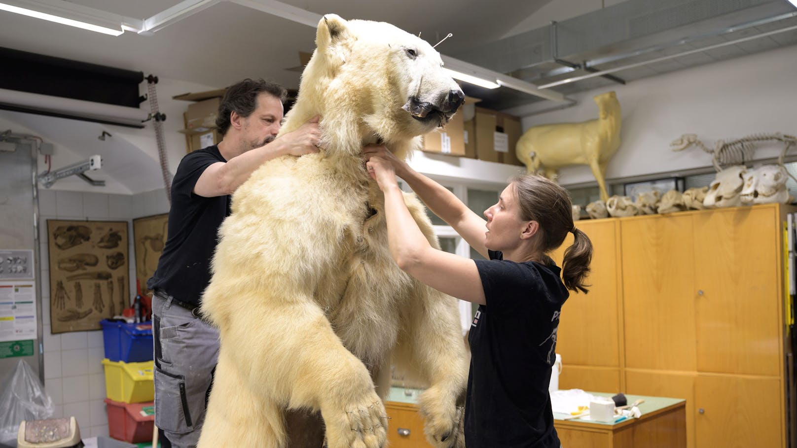 Die Präparatoren beim "Making of" des Eisbären-Modells.&nbsp;