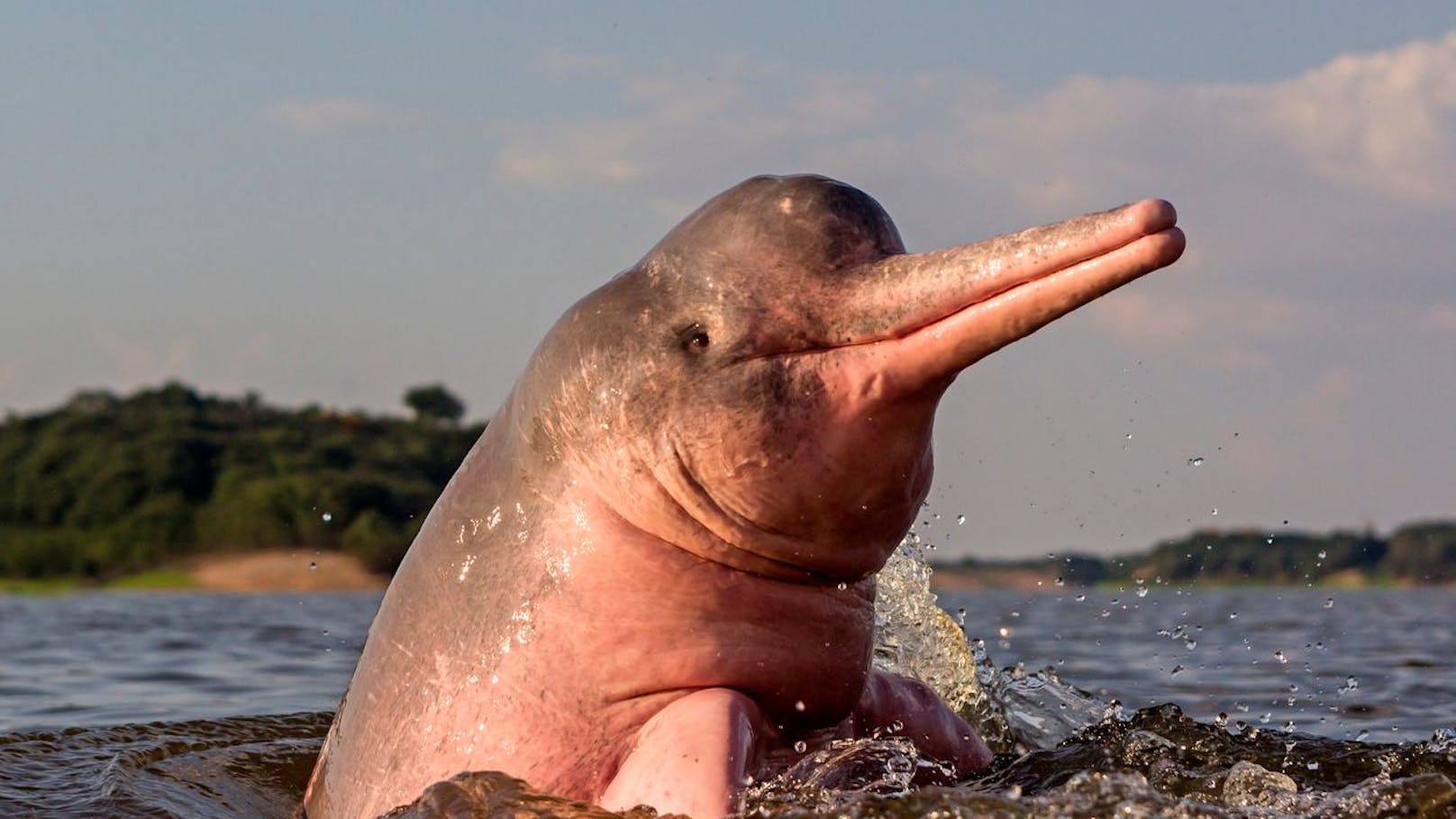 Der Amazonas-Delfin gilt als stark gefährdet.