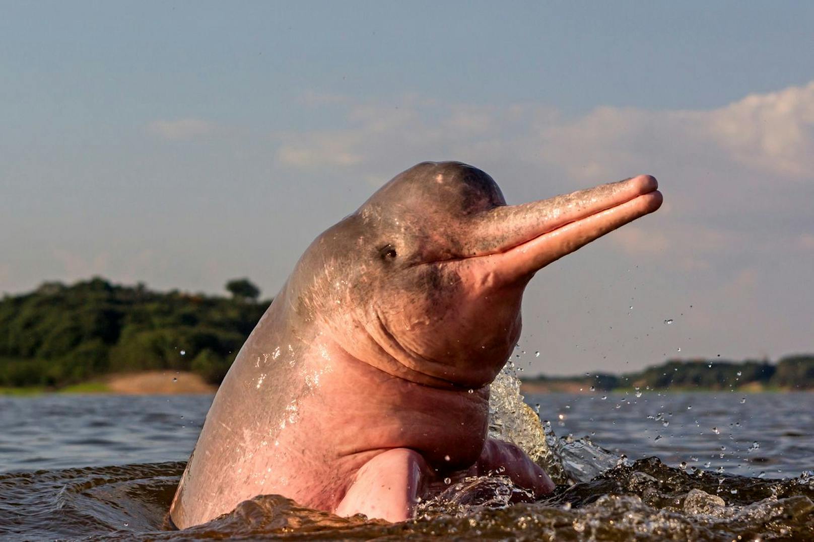 Deshalb sterben plötzlich die Amazonas-Delfine