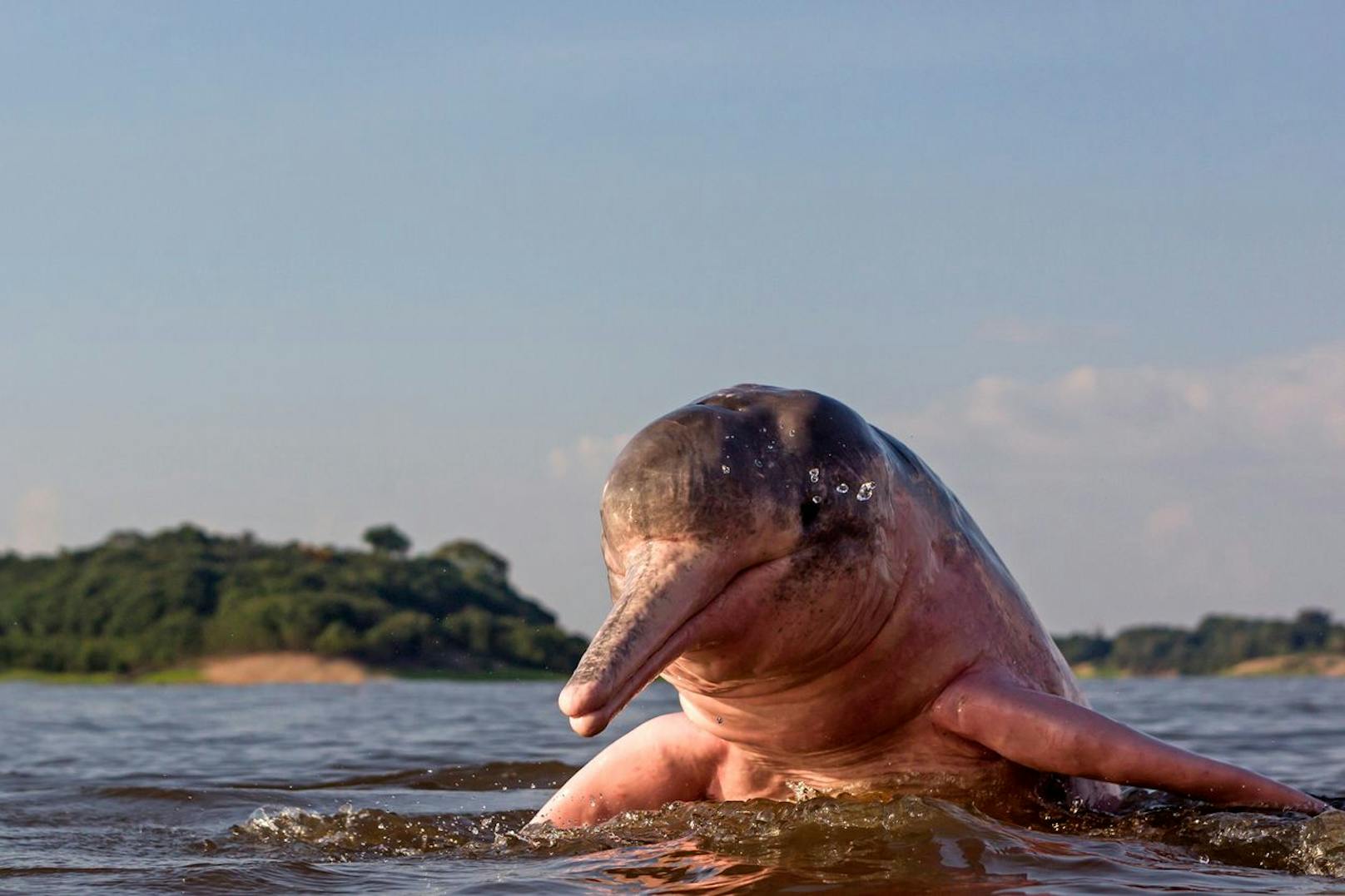 Der Amazonas-Delfin ist einer und der größte von drei Arten der Flussdelfine im Amazonas-Gebiet.