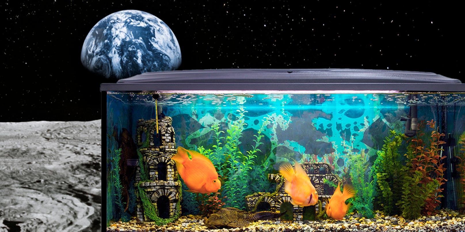 Forscher sicher: Bald schwimmen Fische auf dem Mond