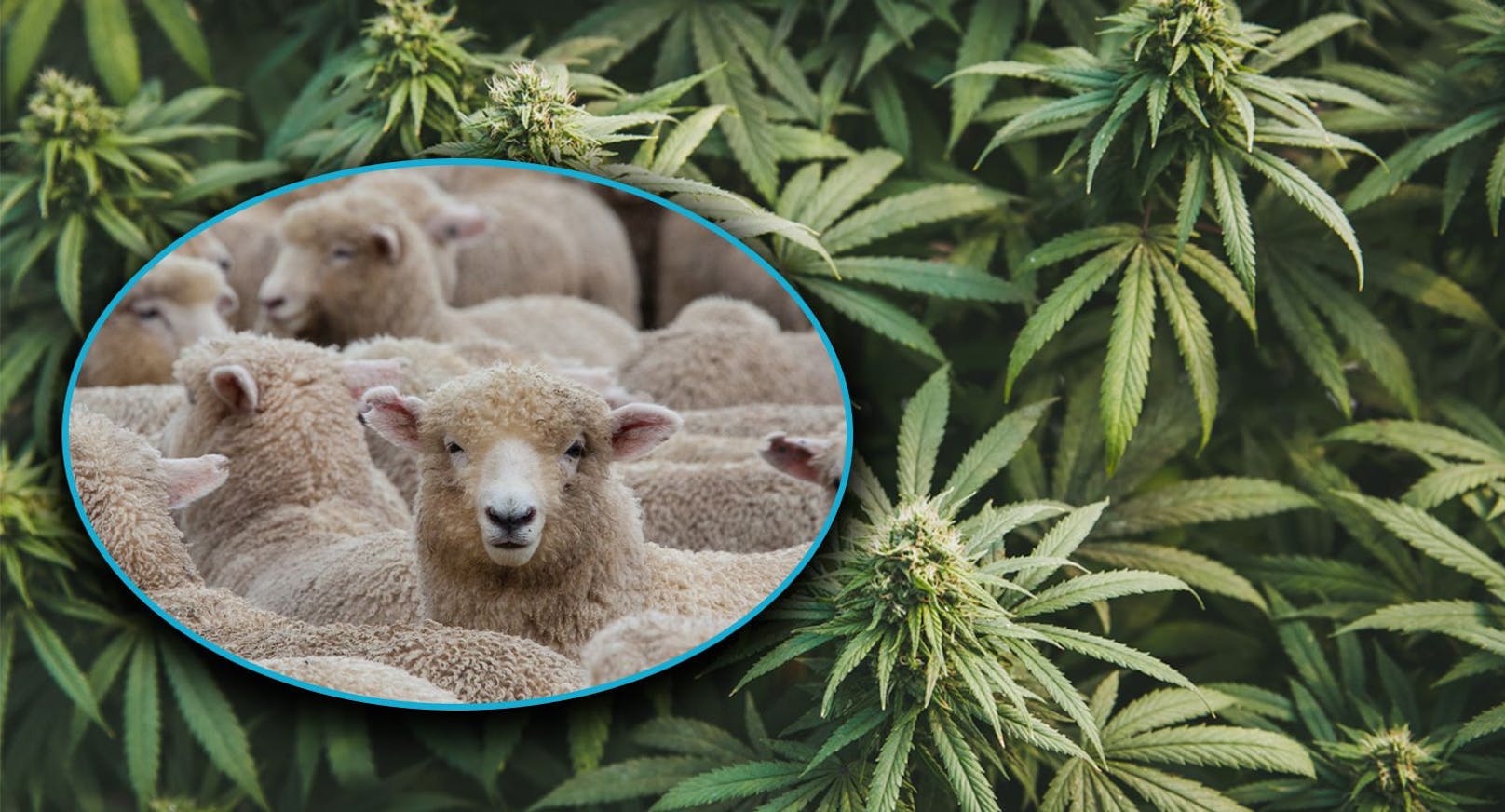 Eine Schafherde fraß über 100 Kilogramm Cannabis.