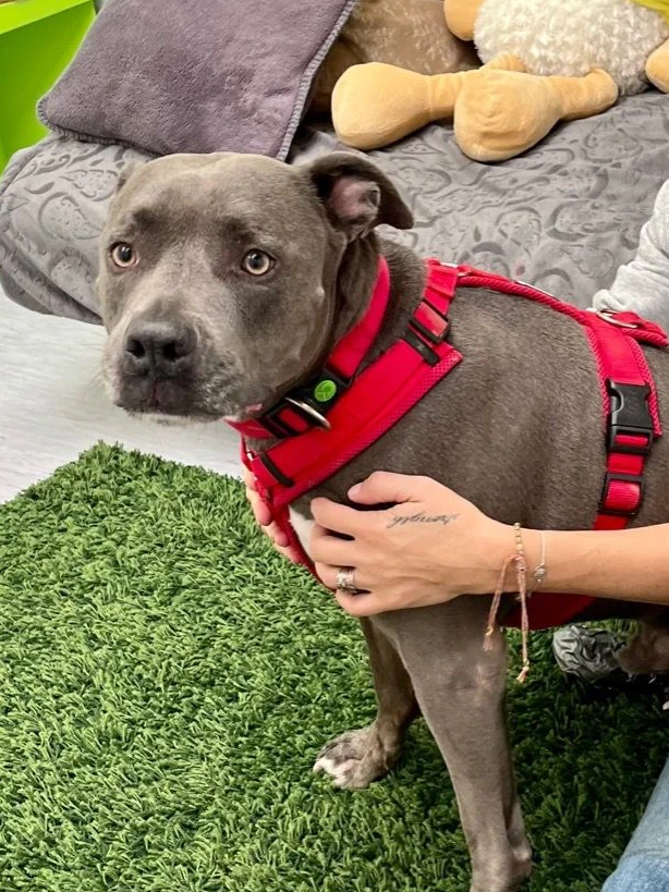 "Blue" sorgte für Aufregung in Krems, jetzt wartet der Schmuser im Tierheim Krems auf eine neue Familie.