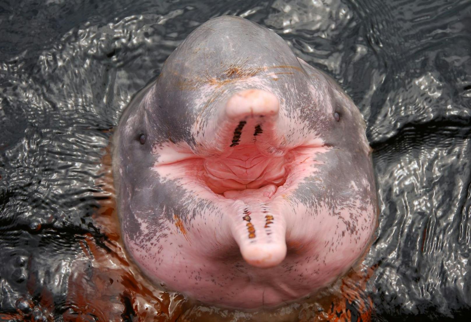 Jungtiere sind silbergrau und färben sich rosa, je älter sie werden. Er hat als einziger Flussdelfin haarige Borsten auf der Schnauze.
