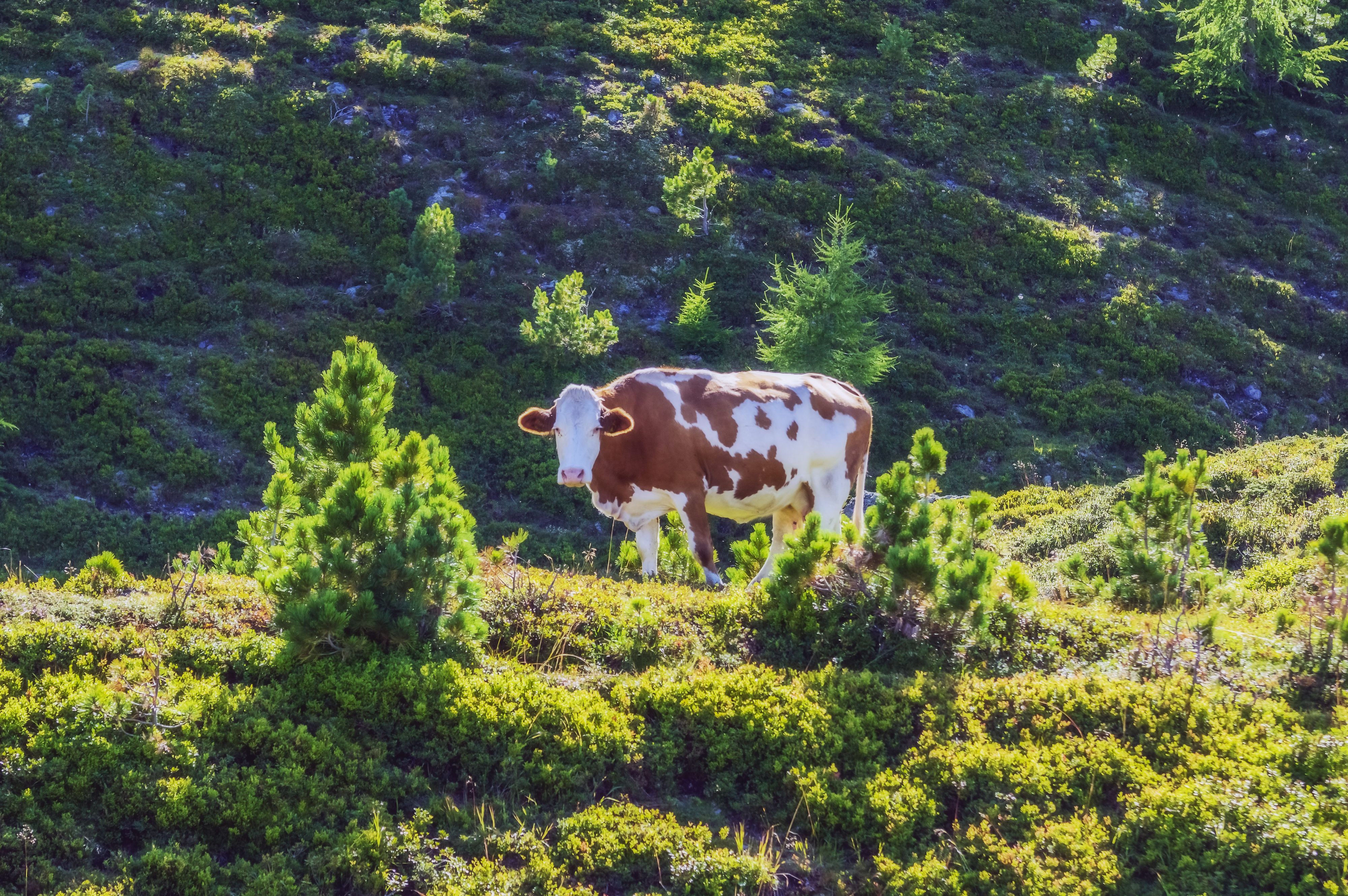 Die Kärntnerin wurde auf der Turracher Höhe von einer Kuh angegriffen und schwer verletzt. Archivbild.