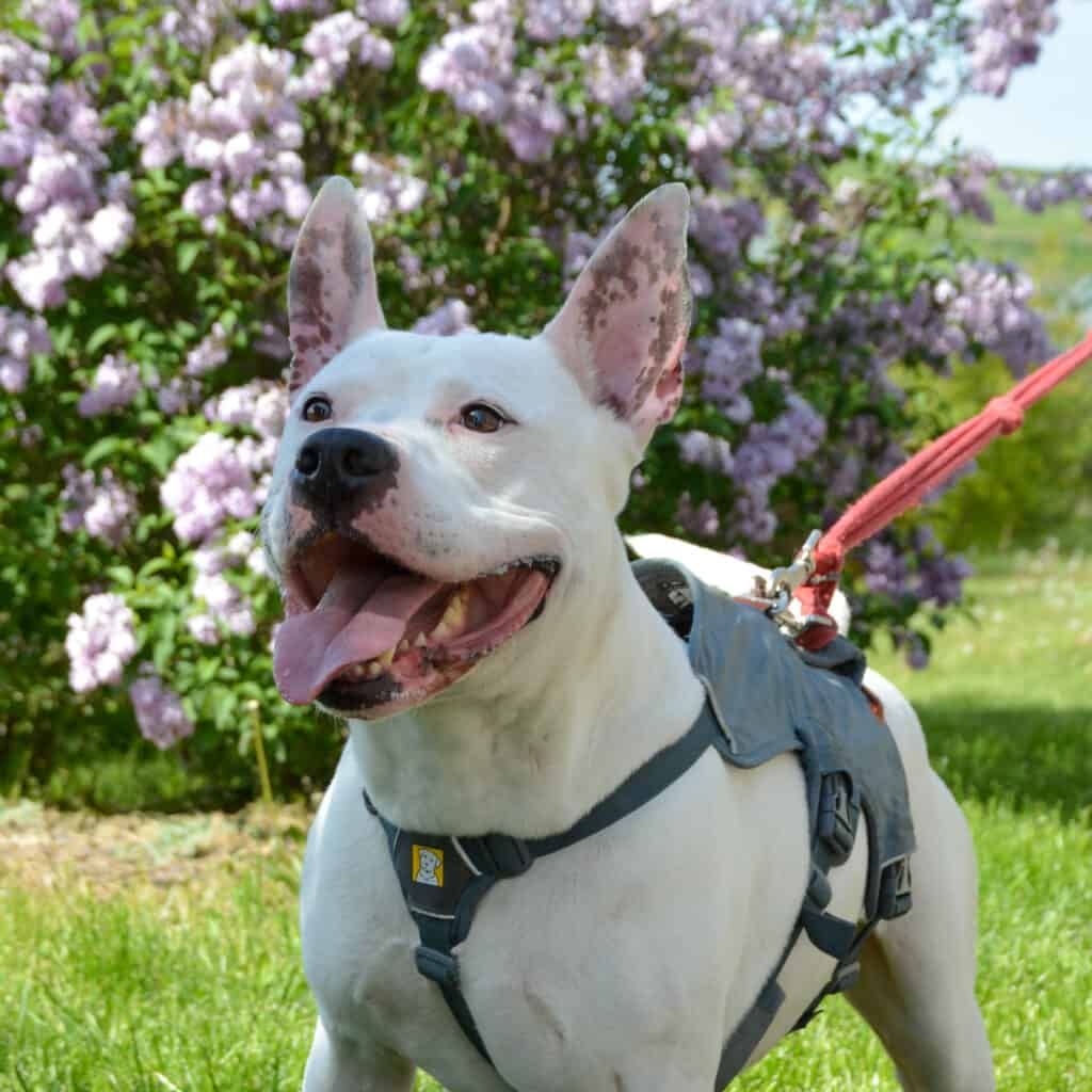 Madock hat nur wenige Interessenten. Nach der Attacke in Oberösterreich wird der American Staffordshire Terrier es noch schwerer haben.