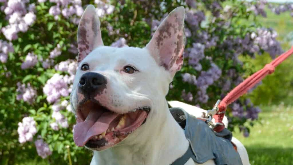 Madock hat nur wenige Interessenten. Nach der Attacke in Oberösterreich wird der American Staffordshire Terrier es noch schwerer haben.