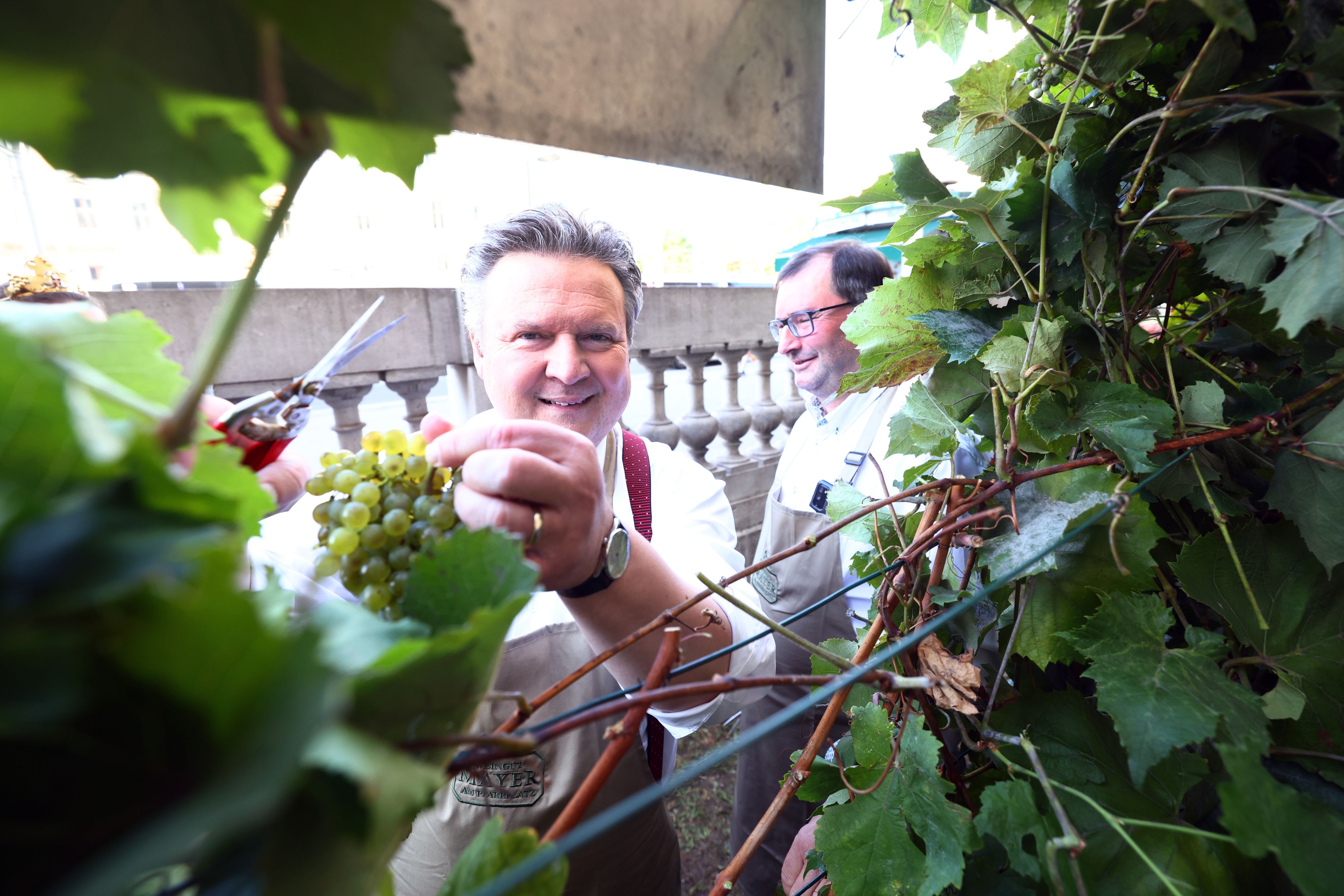 Bürgermeister Michael Ludwig zeigt sich als geschickter Weinleser.