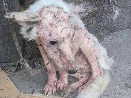 Zum Glück wurde die Tierschutzorganisation "Animal Kingdom Foundation" sofort alarmiert.