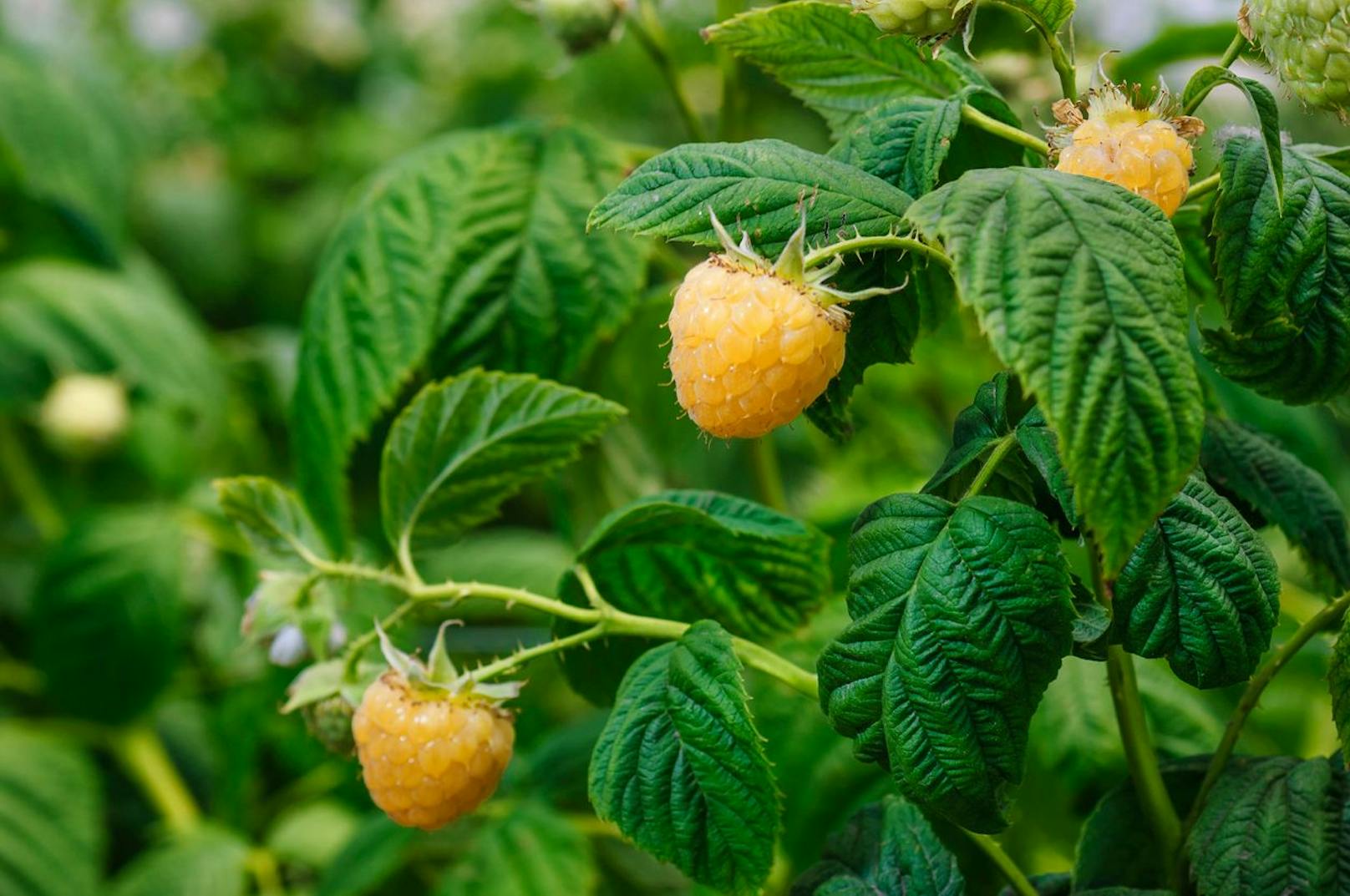 Gelbe Himbeeren.