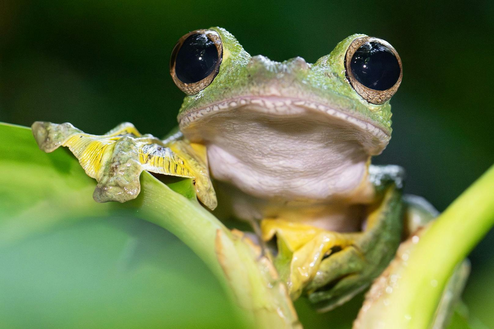 Dieser Frosch rutschte nun in den Fokus einer faszinierenden Studie.