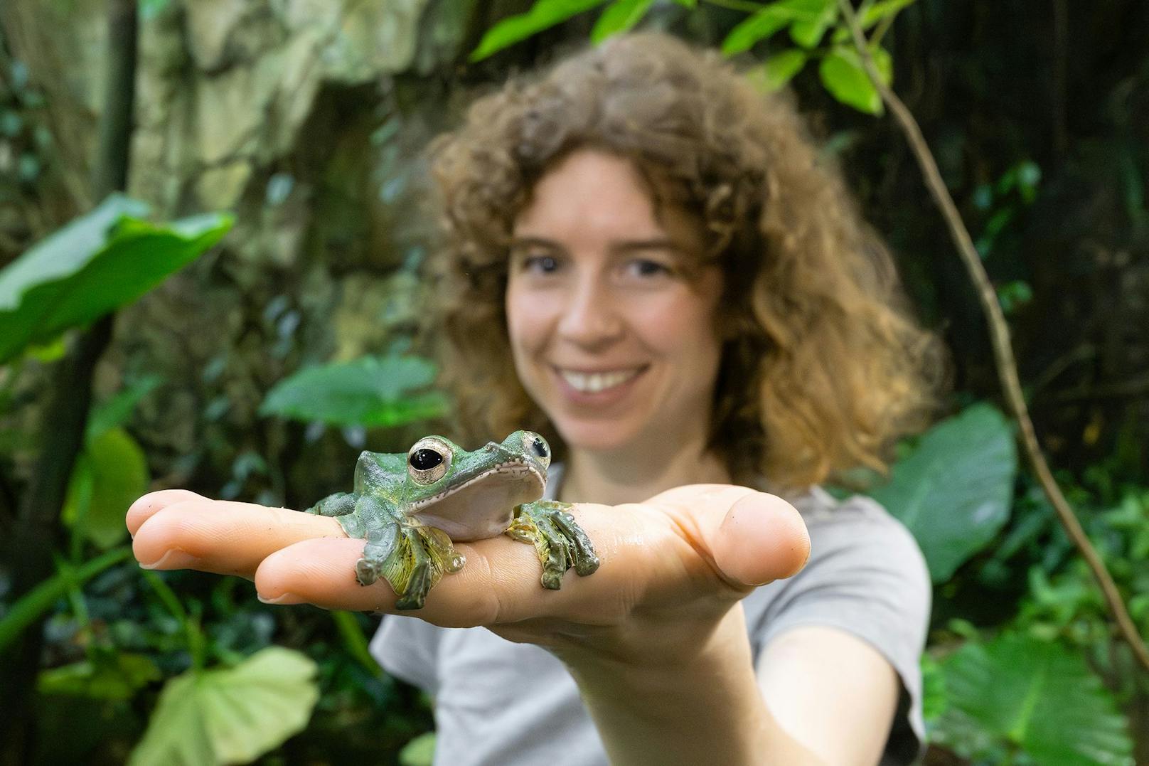 Hier sieht man einen ausgewachsenen Flugfrosch.