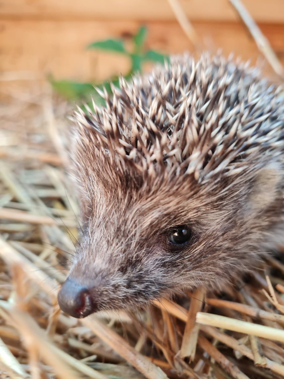 Erst kürzlich wurden Igel aufgenommen.