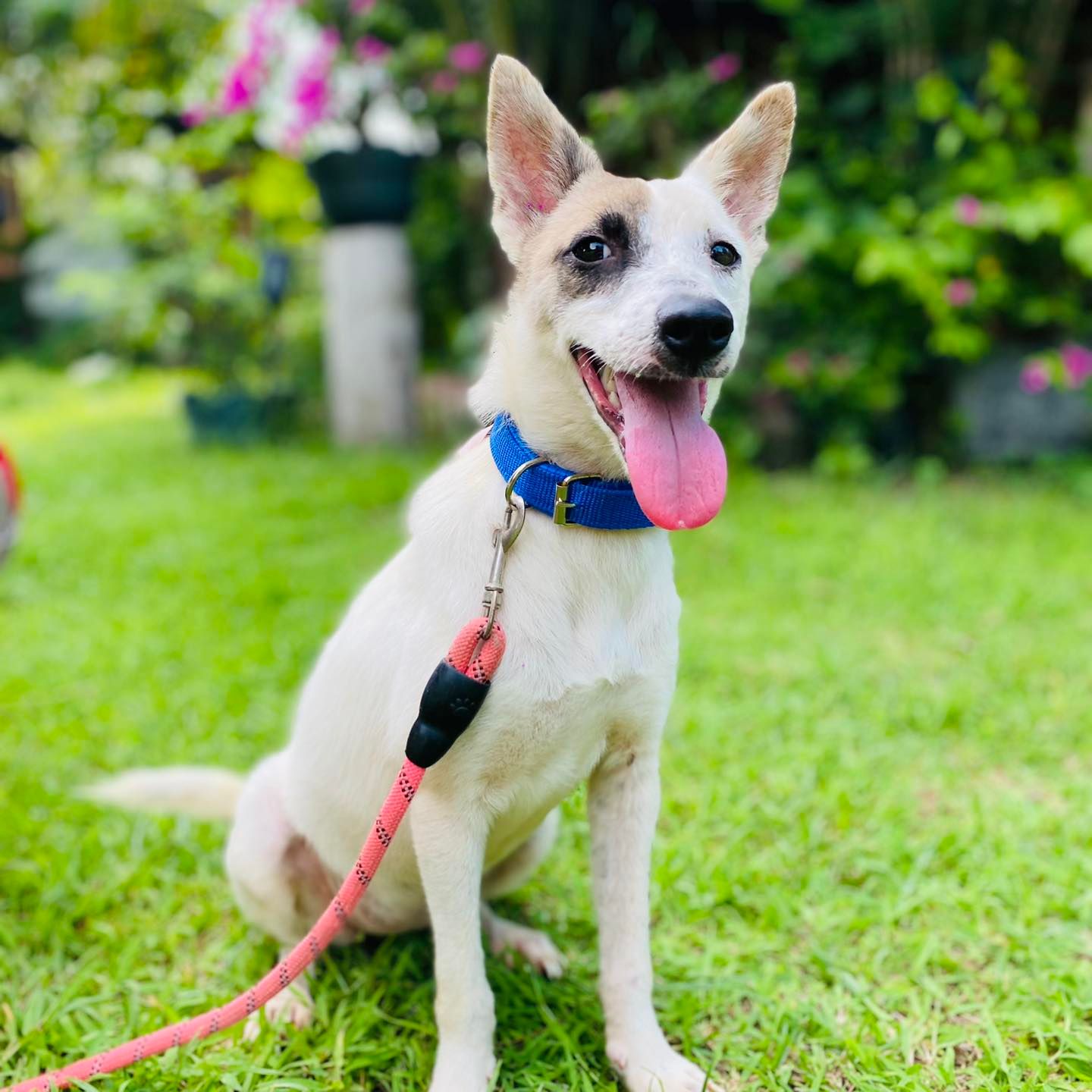 Ein paar Monate später ist "Daisy" nicht wiederzuerkennen.