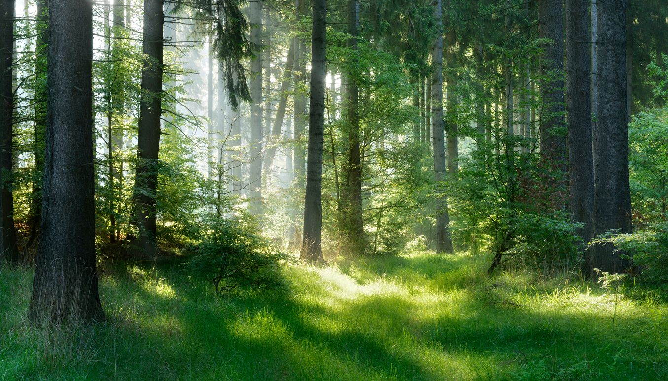 Der Ex-Polizist machte während seiner Radtouren im Wald eine kuriose Beobachtung. Symbolbild. 