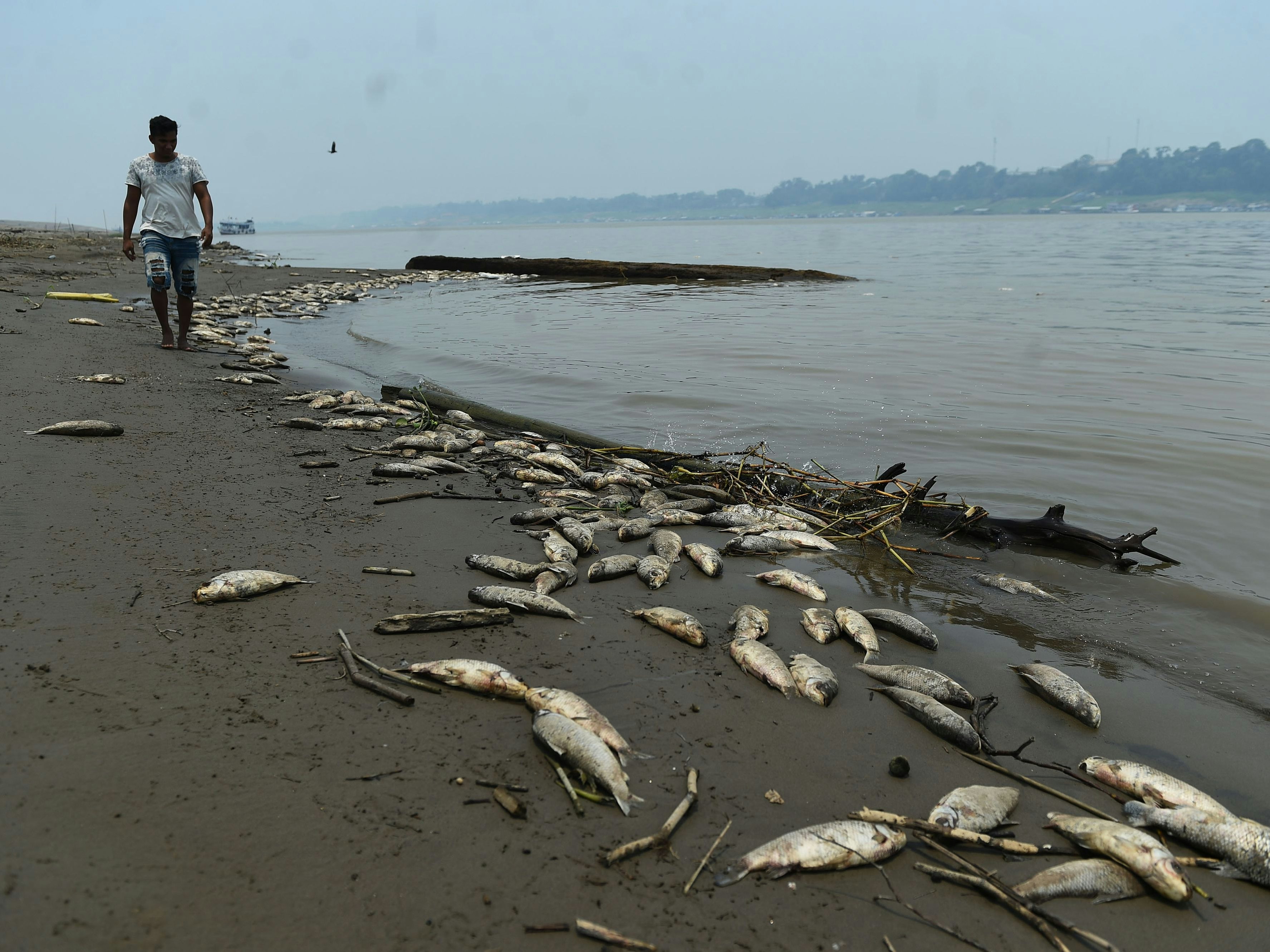 Download von www.picturedesk.com am 13.10.2023 (11:21).  (231012) -- MANACAPURU, Oct. 12, 2023 (Xinhua) -- Fish are found dead near a sandbank caused by a severe drought in the Solimoes River in Manacapuru in the state of Amazonas, Brazil, Oct. 11, 2023. (Photo by Lucio Tavora/Xinhua).Xinhua News Agency / eyevine :...http:// - 20231011_PD17001 - Rechteinfo: Rights Managed (RM)