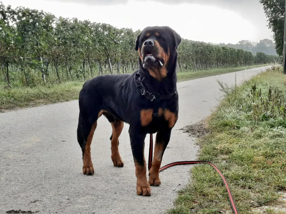 Niederösterreich – Fast verhungert! So sieht Rottweiler