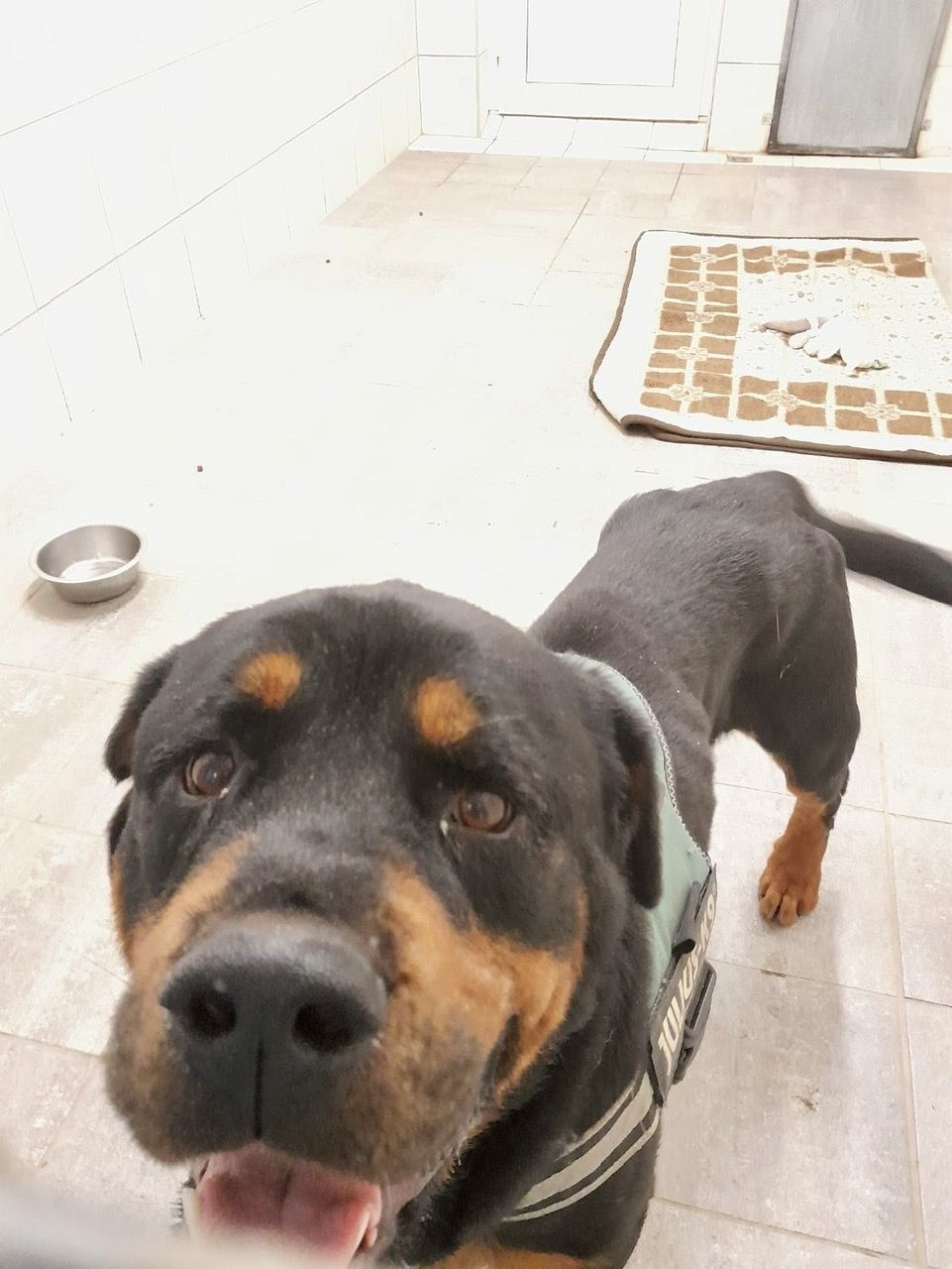 Mit 37 Kilo wurde der Rottweiler von der Polizei im Bezirk Horn aufgegriffen.
