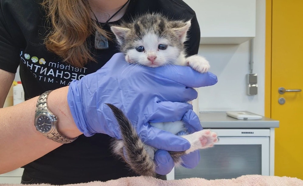 Dieses herzige Babykatzerl wird gerade in Mistelbach aufgepäppelt.
