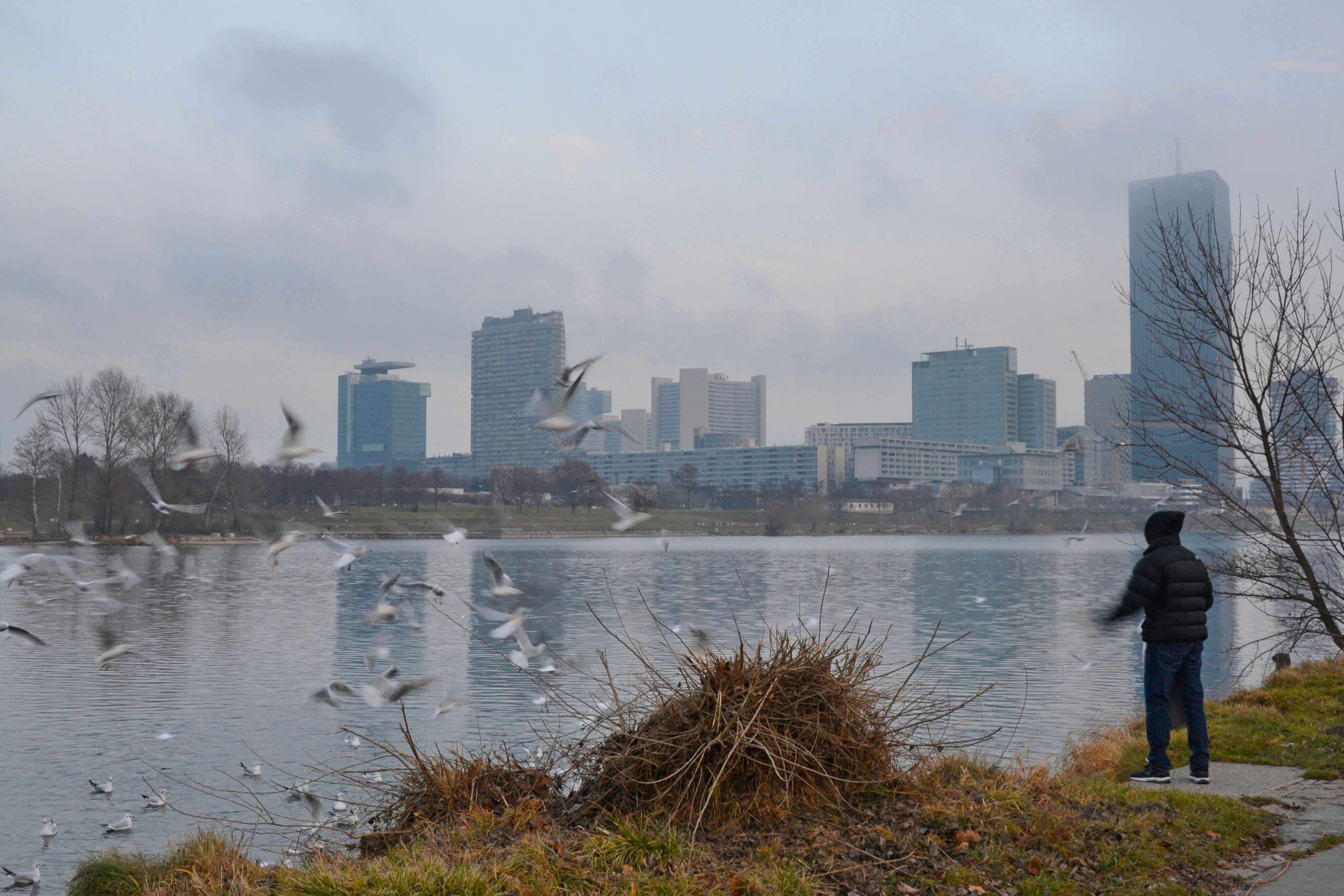 Ein Mann füttert Möwen bei der Neuen Donau auf der Donauinsel. Im Hintergrund die moderne Donaucity. Archivbild.