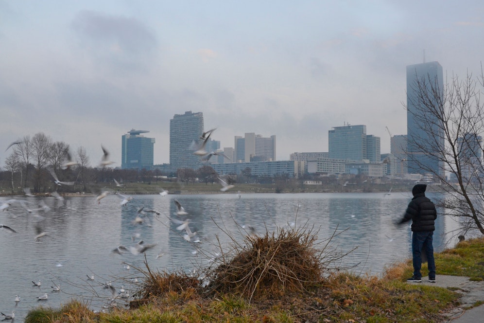 Ein Mann füttert Möwen bei der Neuen Donau auf der Donauinsel. Im Hintergrund die moderne Donaucity. Archivbild.&nbsp;
