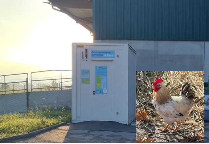 Fröhlich krähte der tot geglaubte Hahn in der Tierkörper-Sammelstelle.